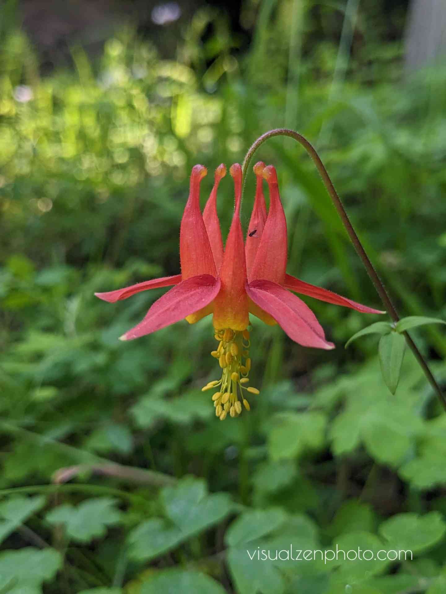 Columbine wild flower-red-.jpg