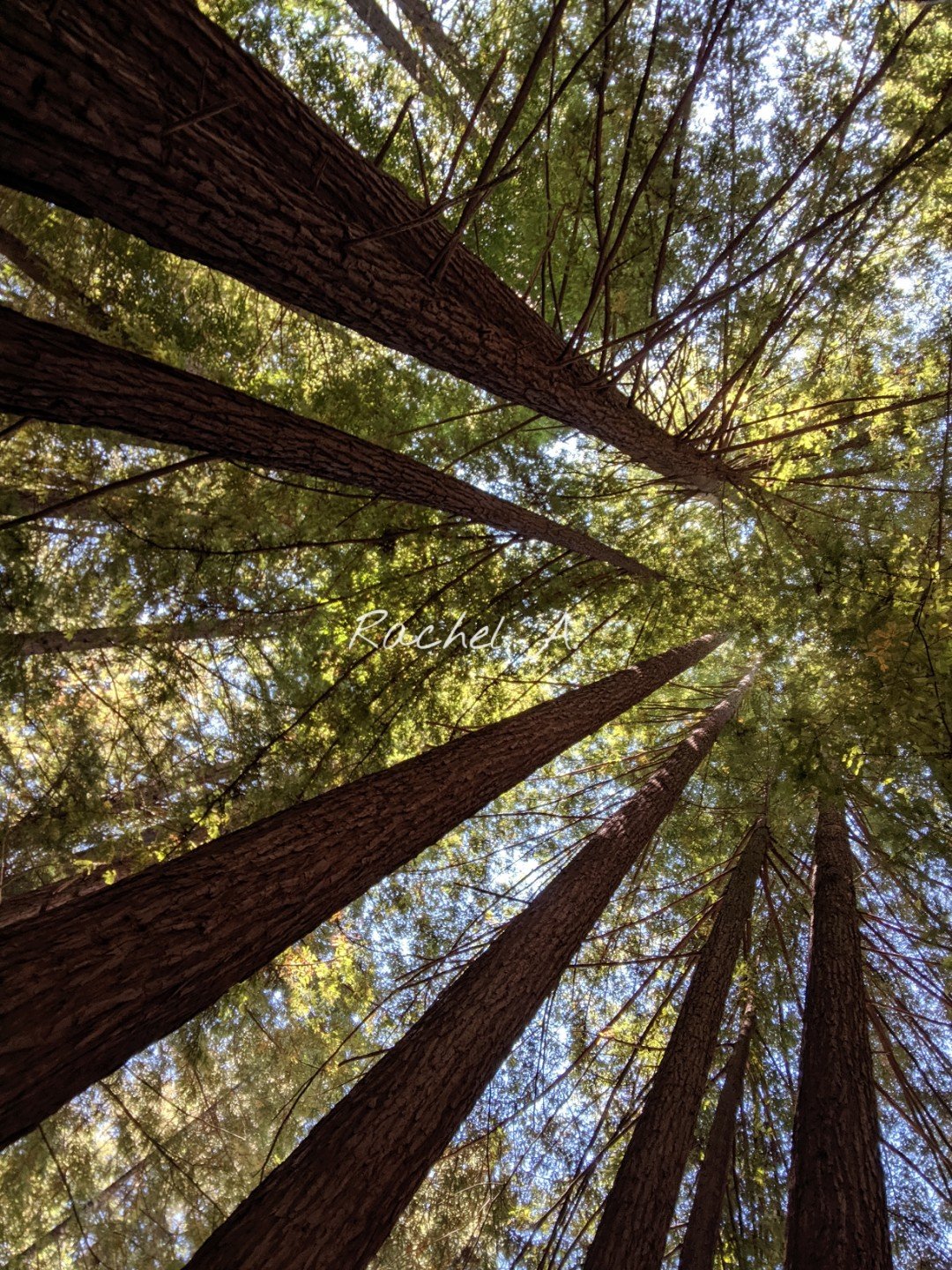 looking up - redwoods.jpg