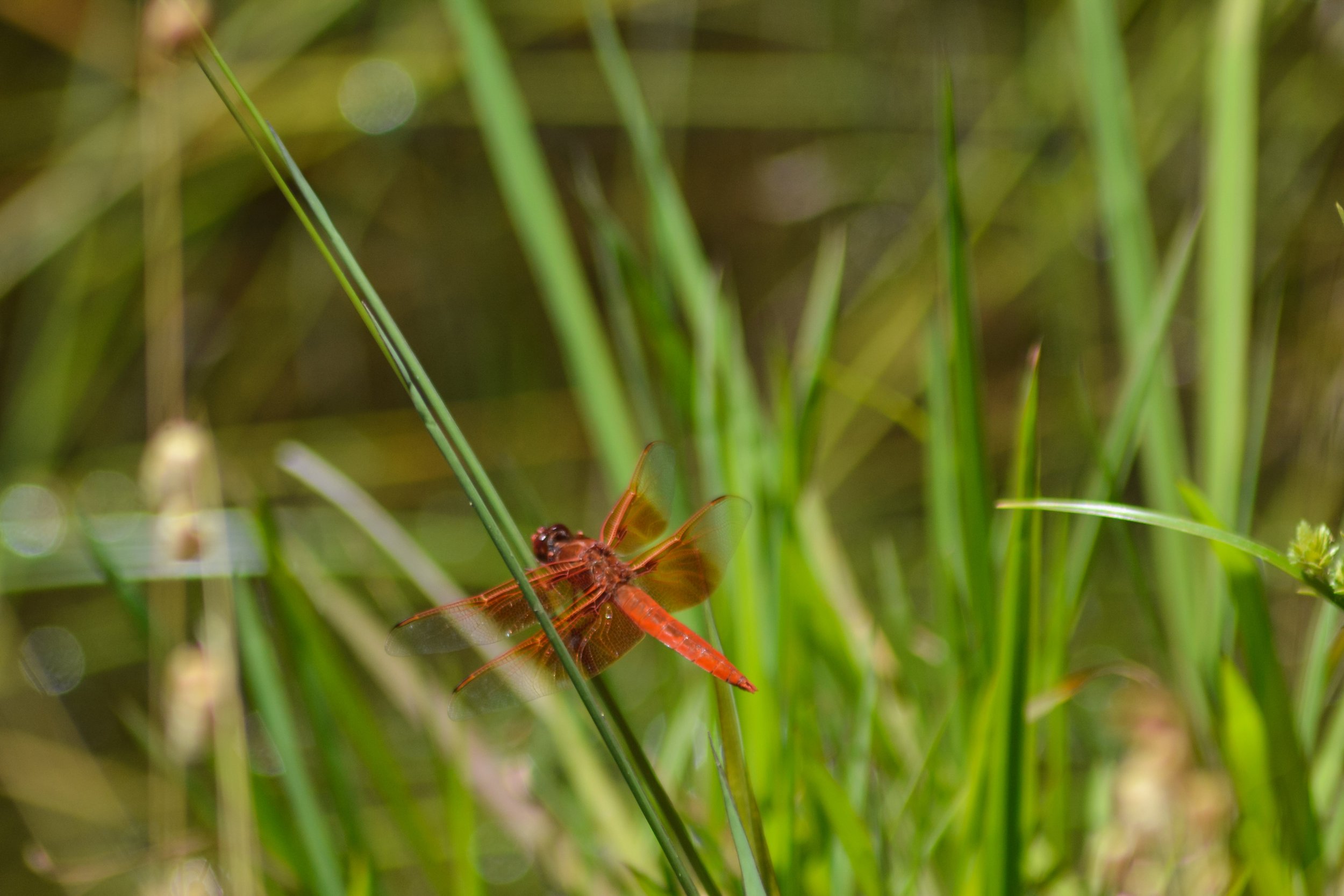 red dragonfly at Bon Temp Lake - summer 2021.jpg