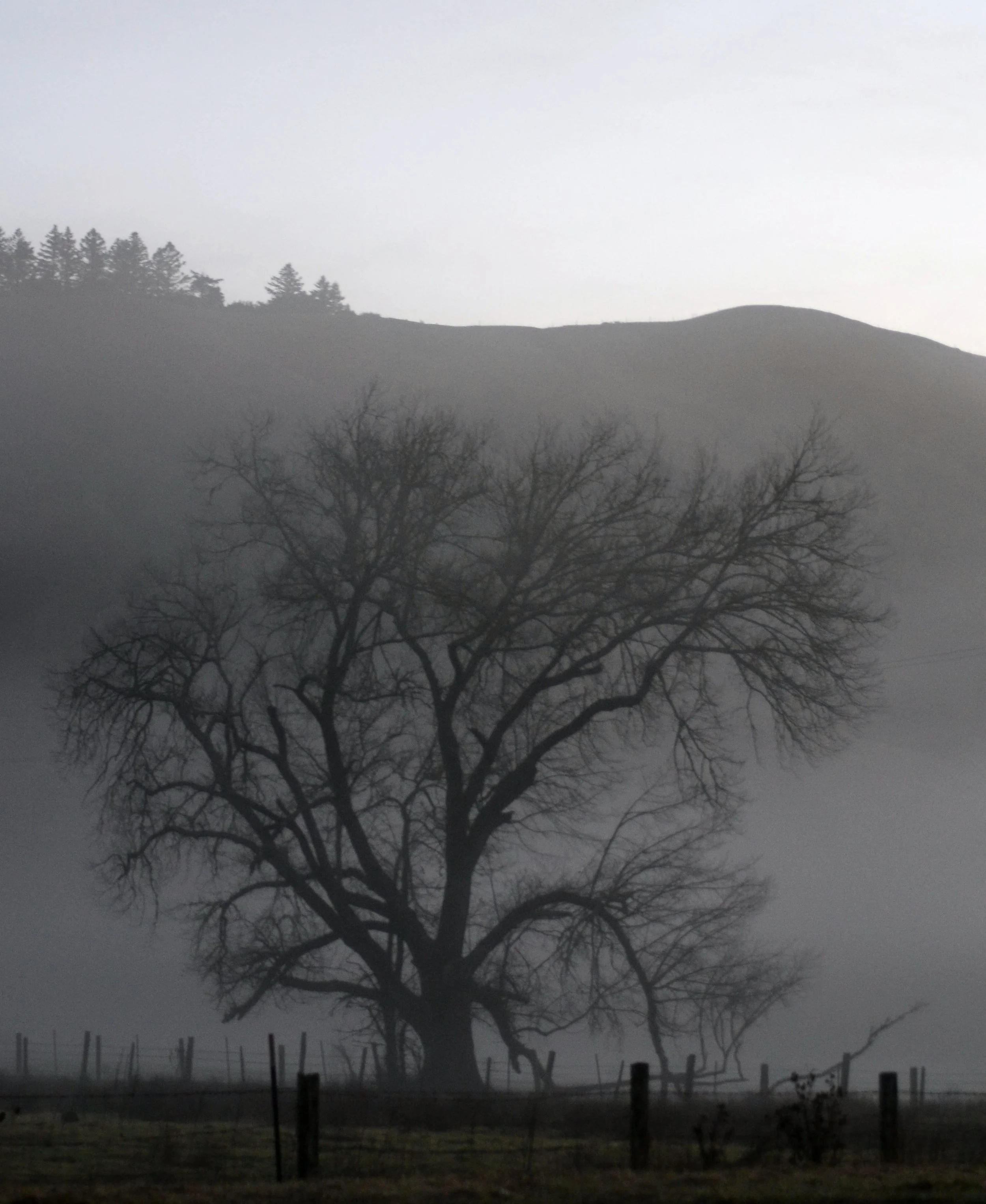 SGV morning fog 12-2020 (3).jpg
