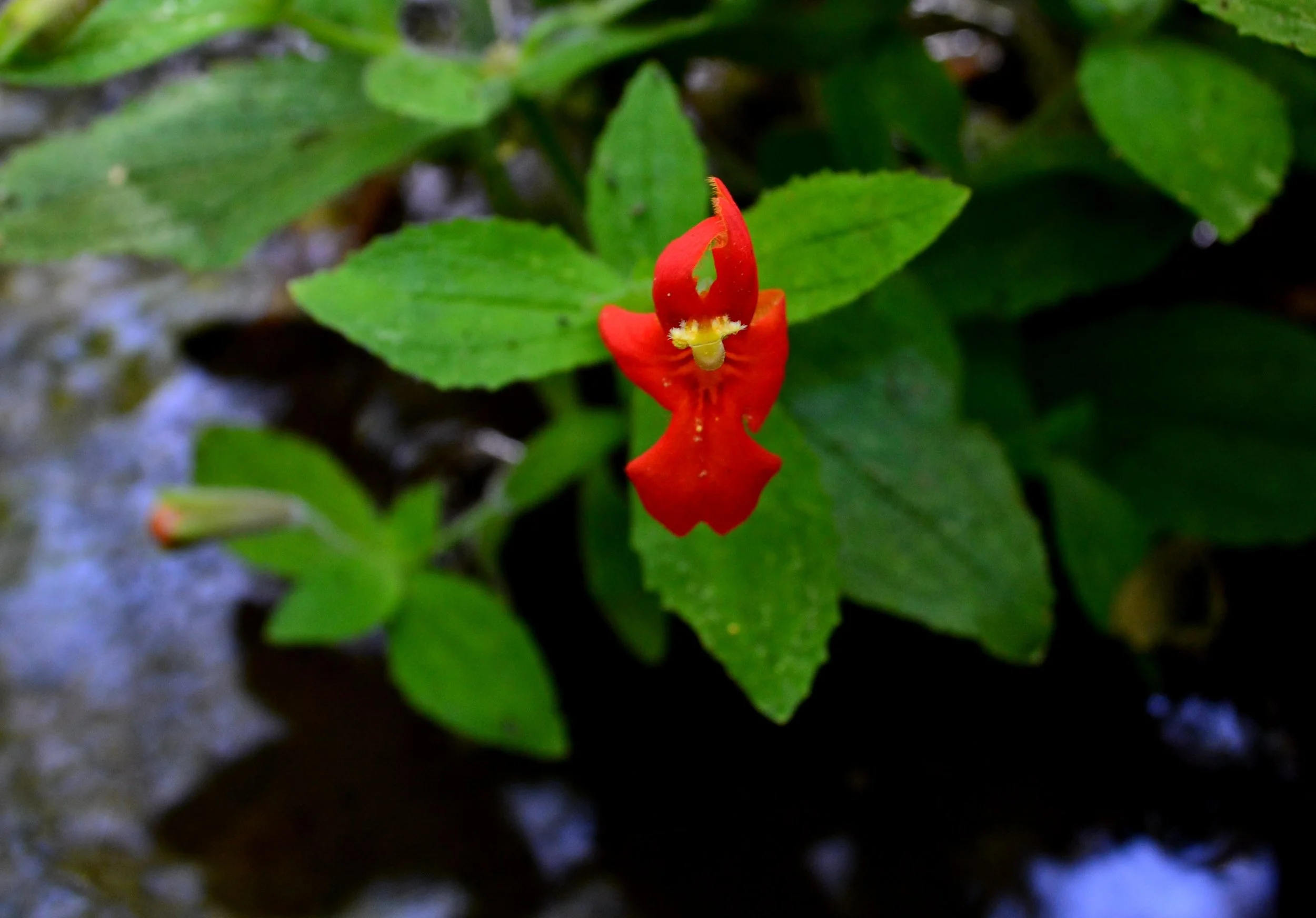 scarlet Monkey Flower - 2020.jpg
