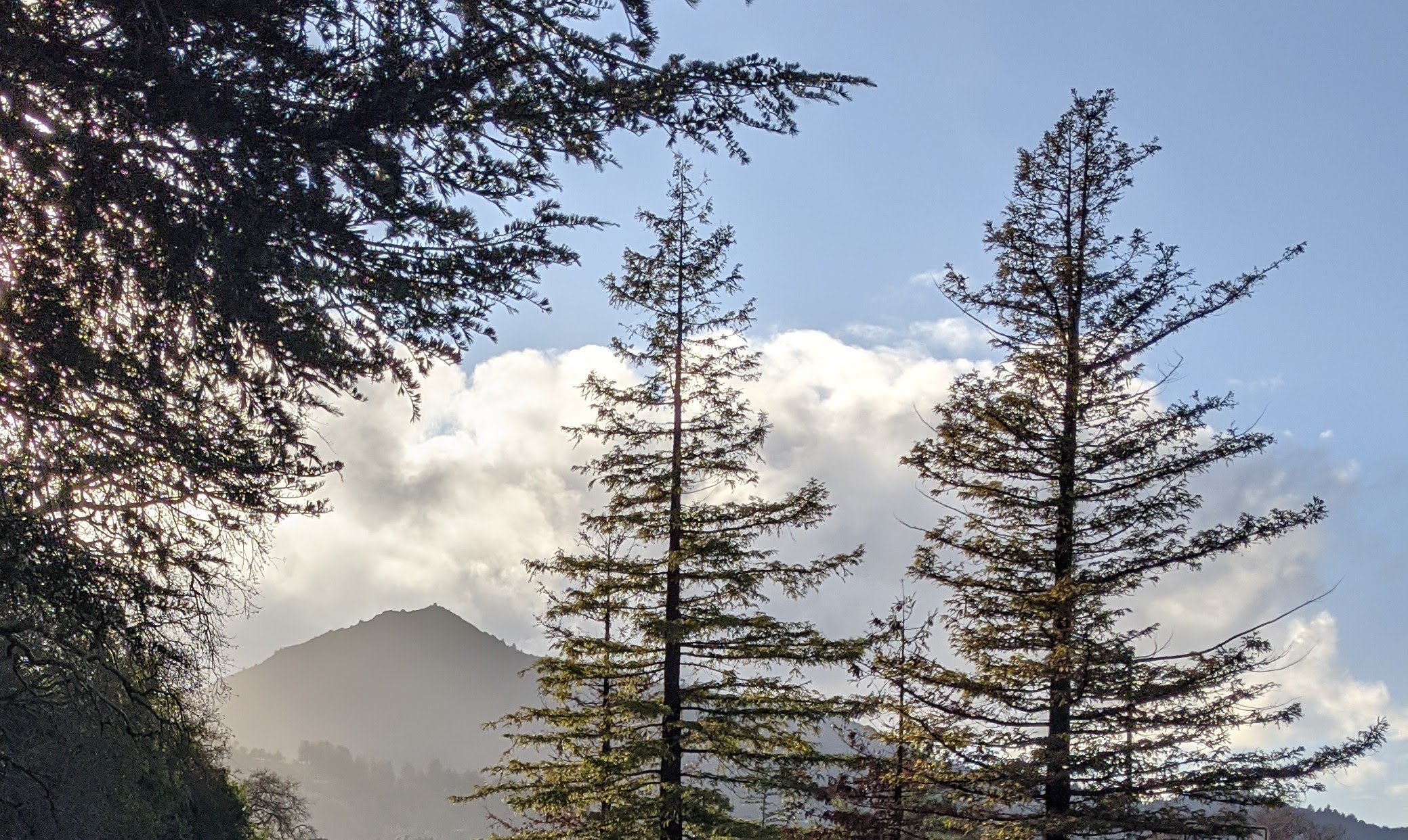 Mt Tam and morning sunlight .jpg