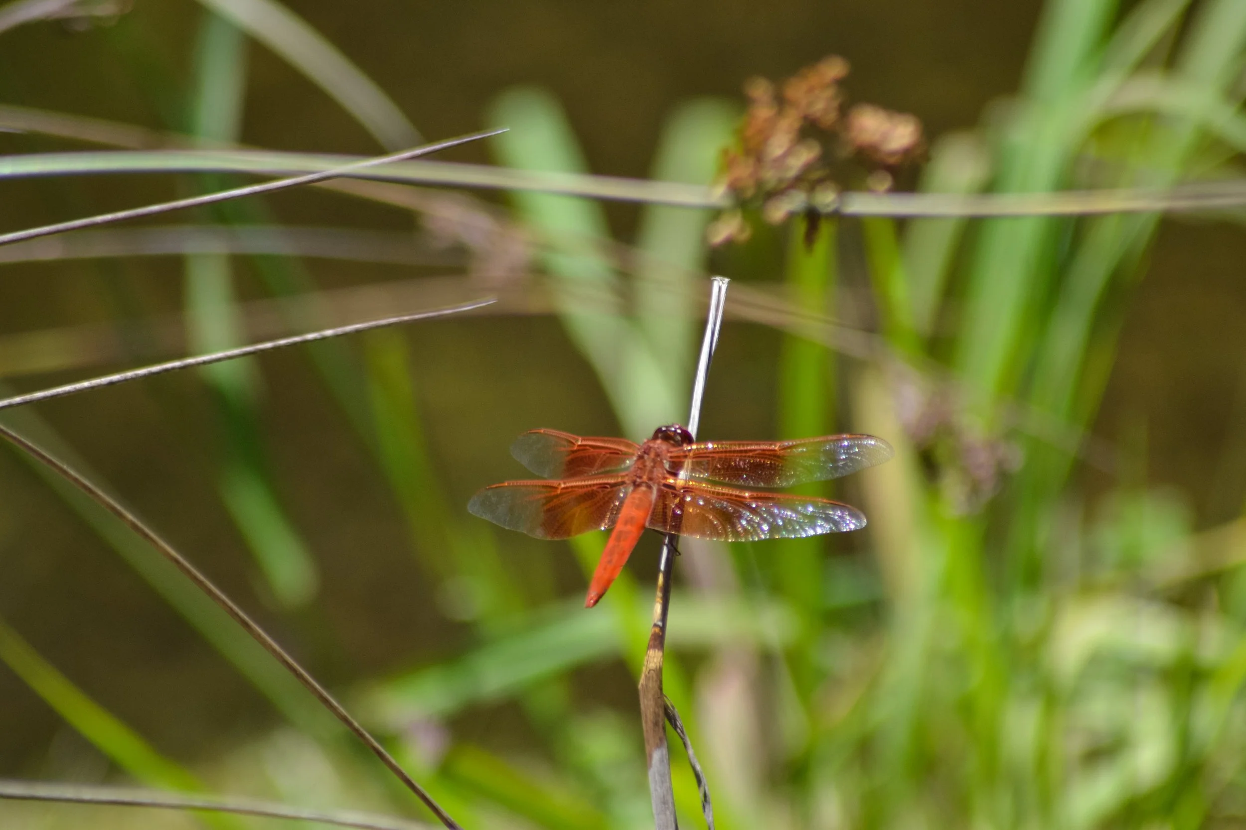  red dragonfly - bon tempe lake -summer 2021.jpg