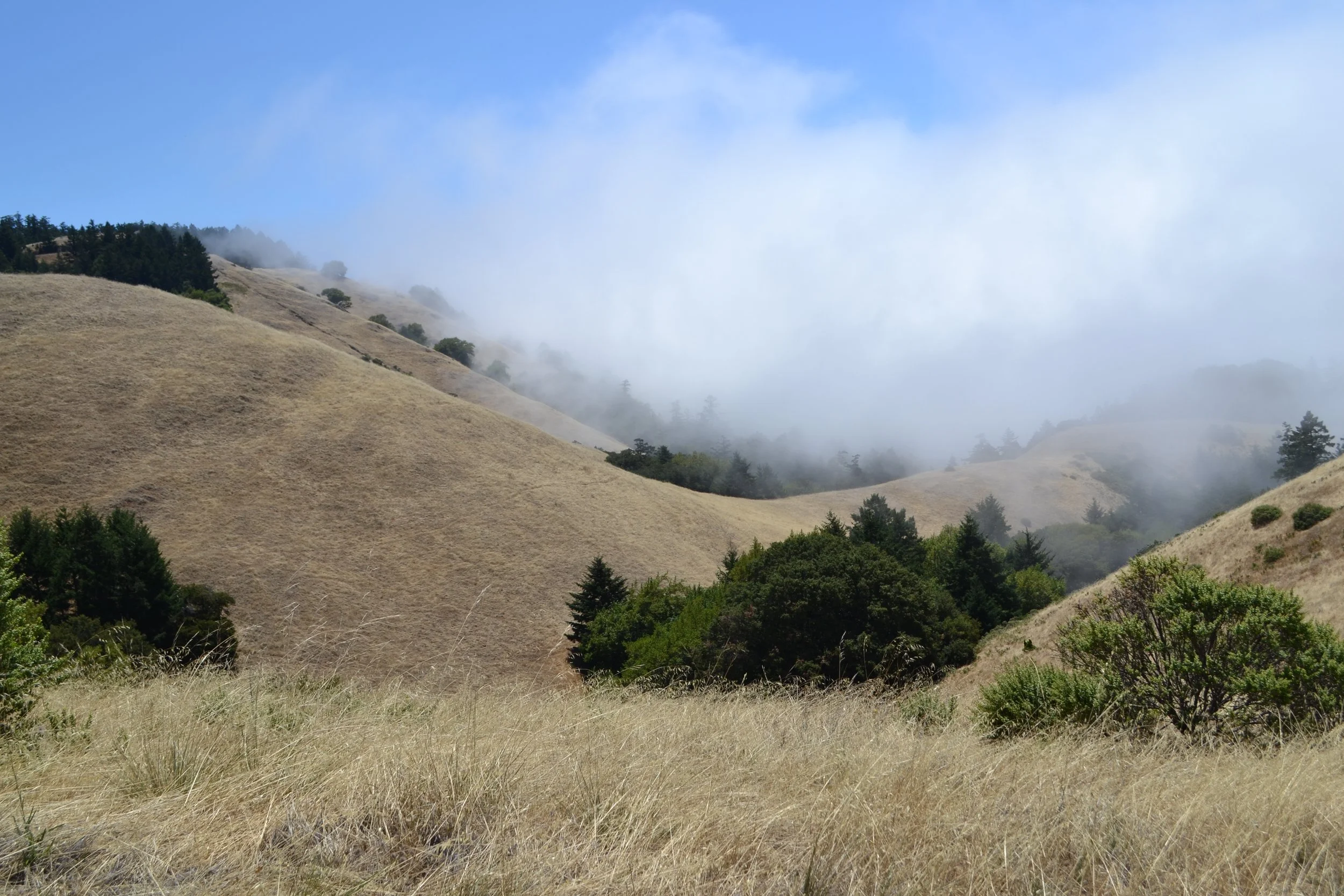 foggy rolling hills. 7-2022.jpg