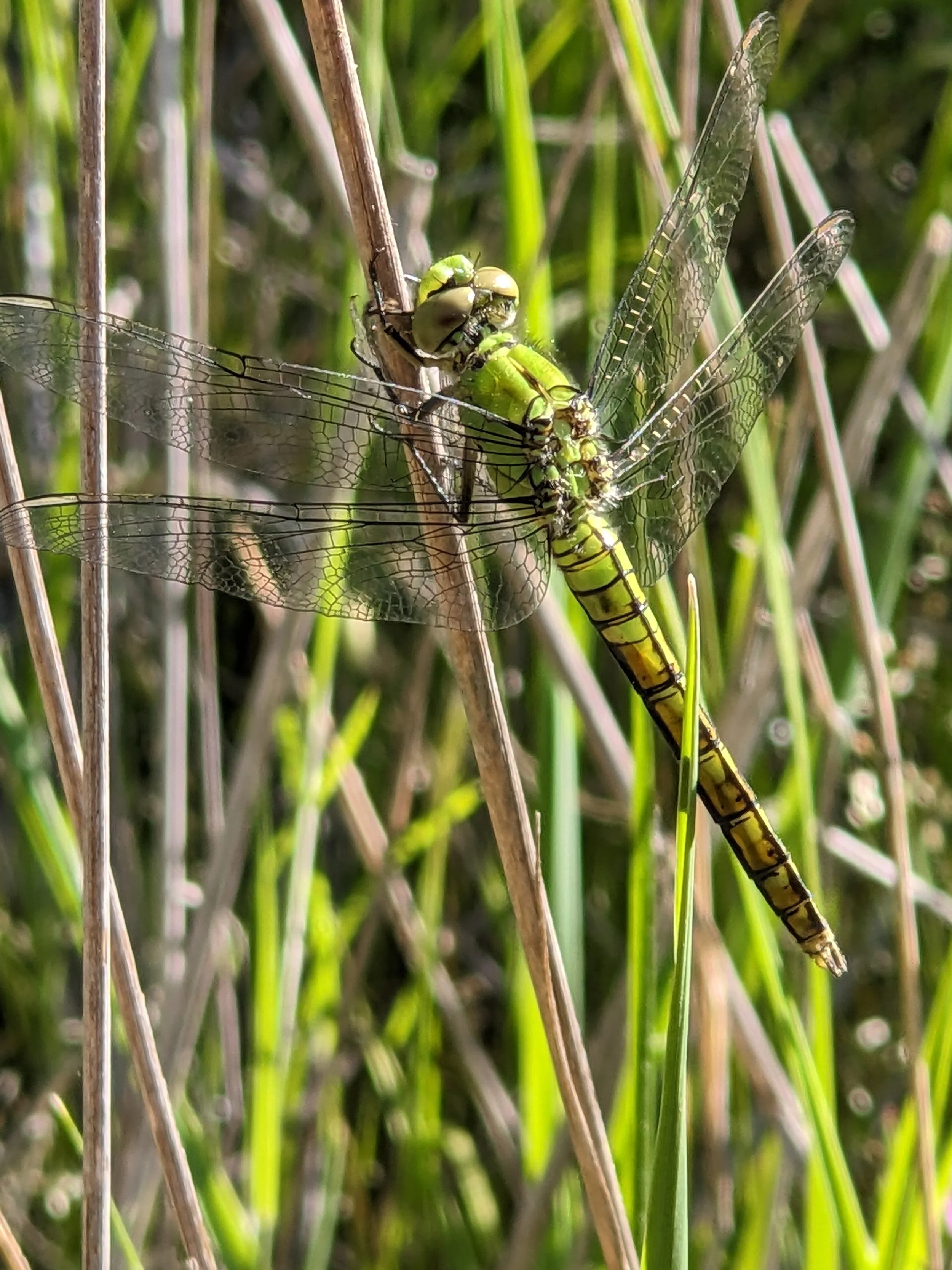 green Dragonfly. SPRING 2023 .jpg