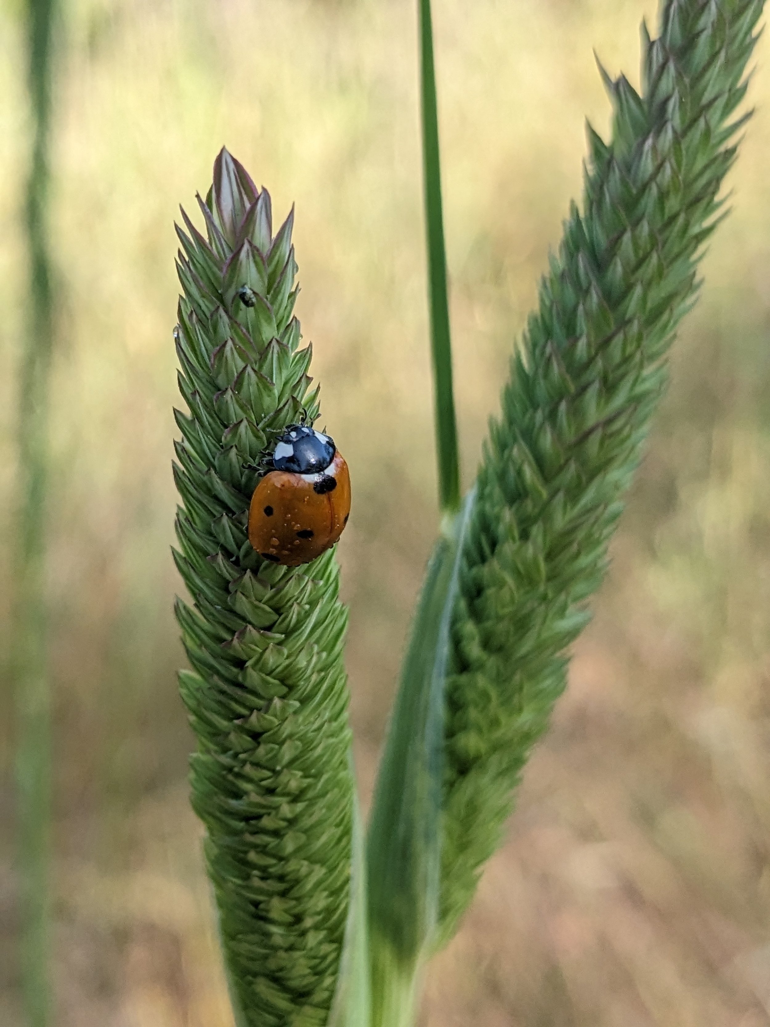 ladybug.upclose.jpg