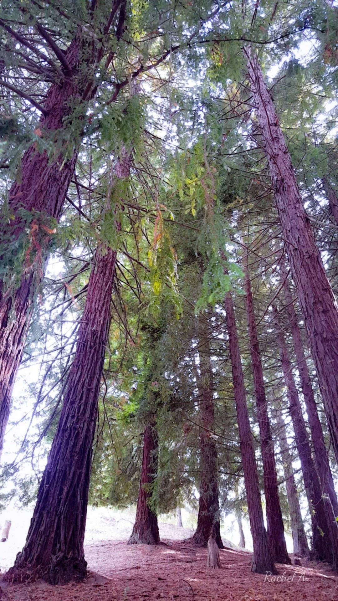 redwood trees at whites hill.jpg