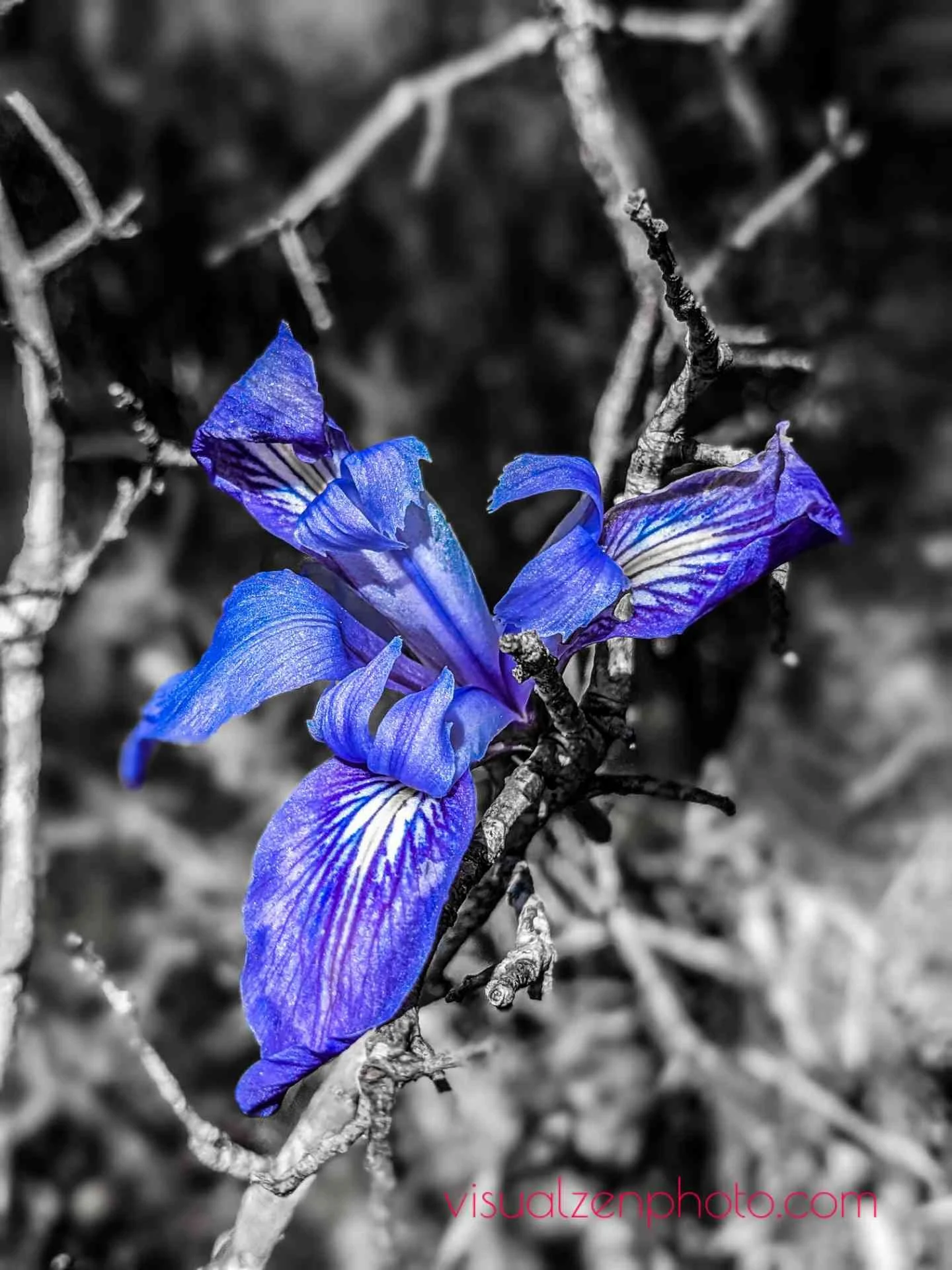 IRIS - purple -.jpg