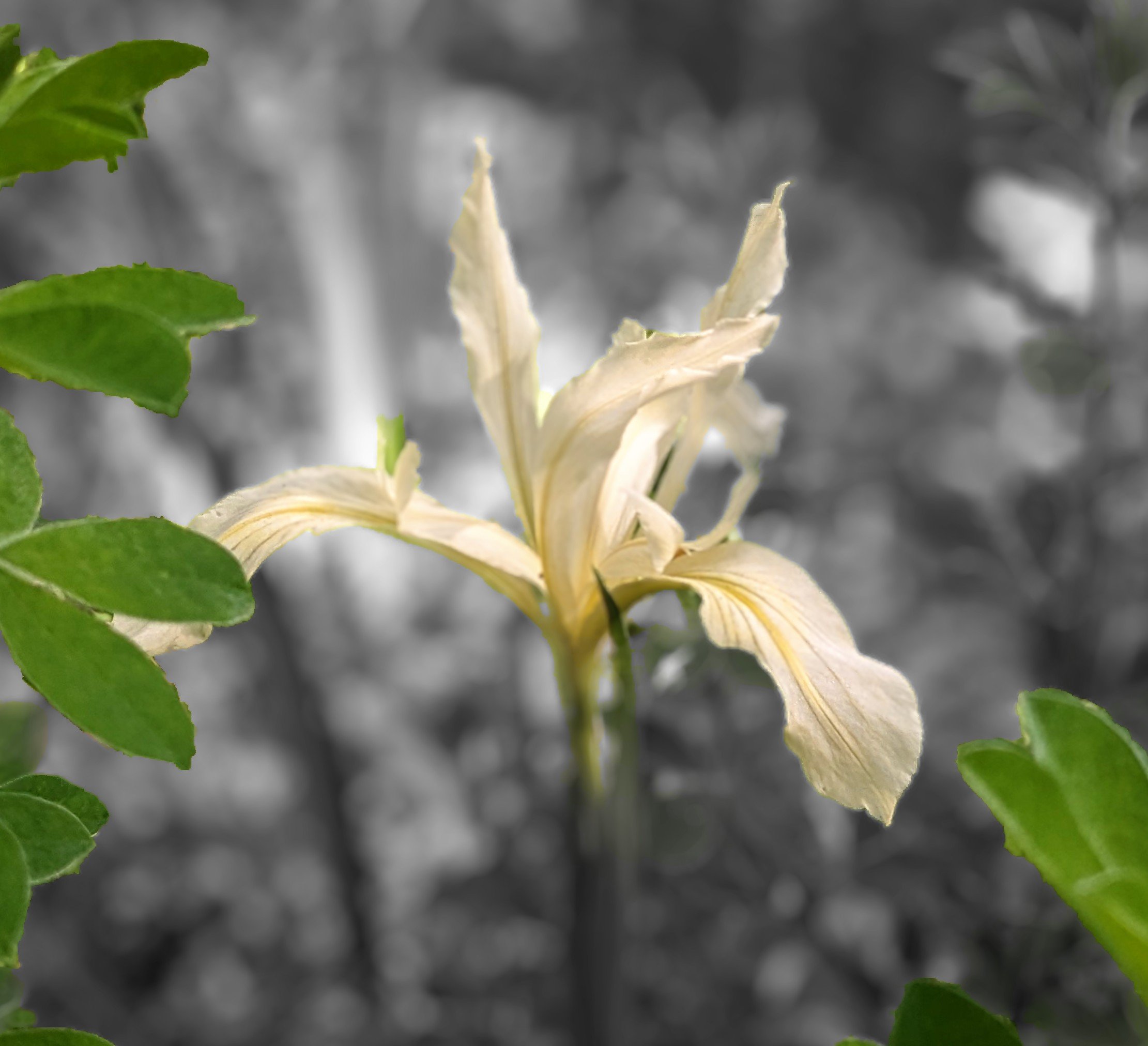 A wild IRIS..filter version. 2023.jpg