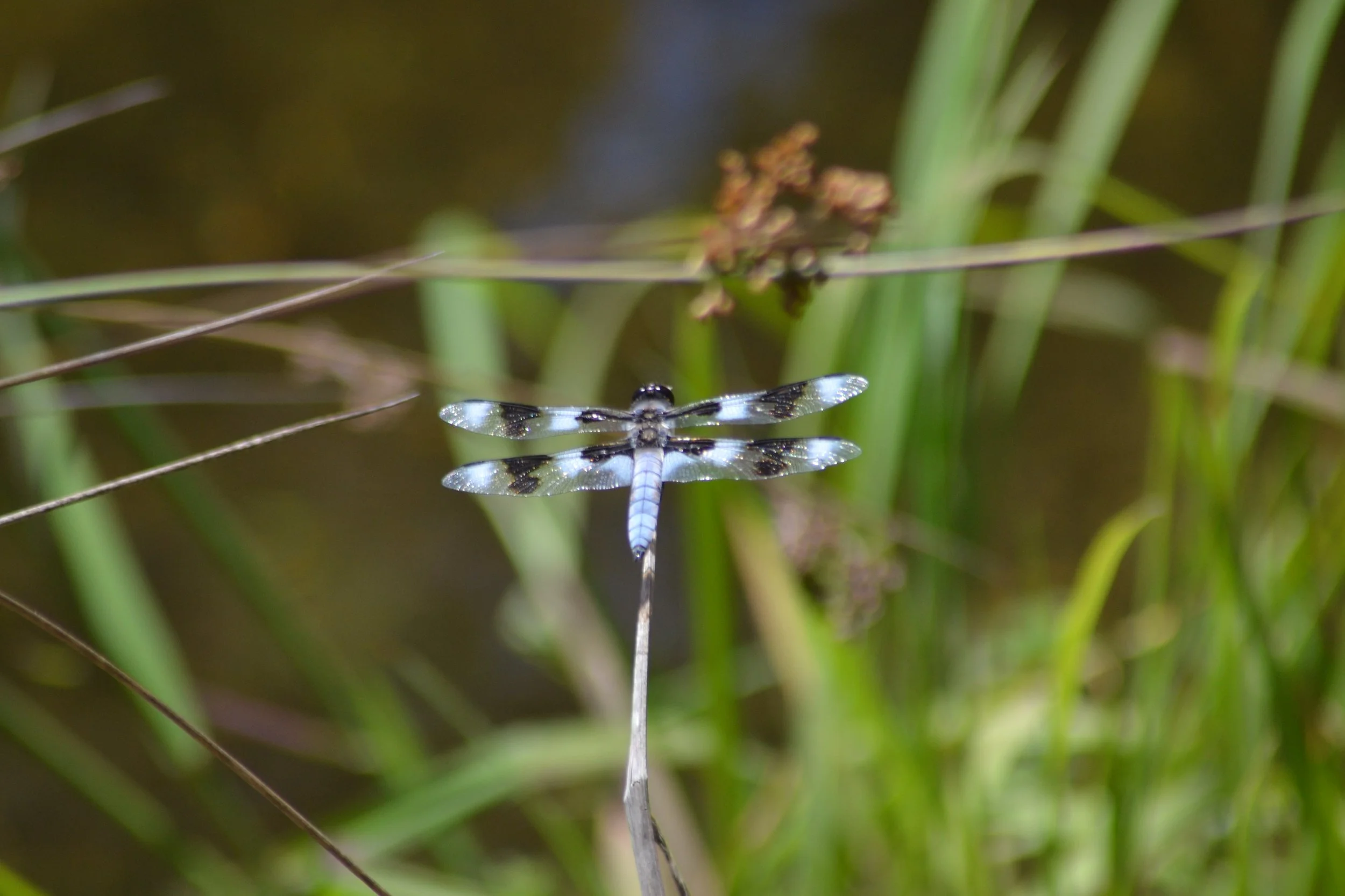 Dragonfly. Light blue with black spots on wings.JPG