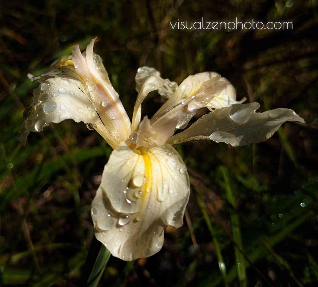 IRIS white with morning dew -w watermark .jpg