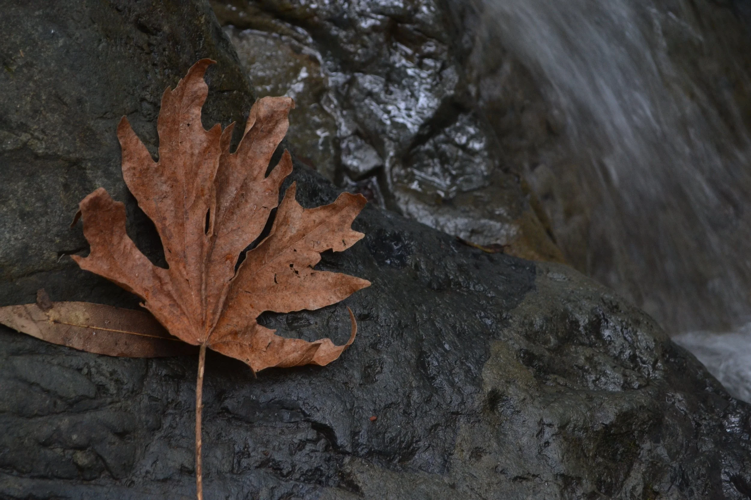 fallen leaf next to a stream.JPG
