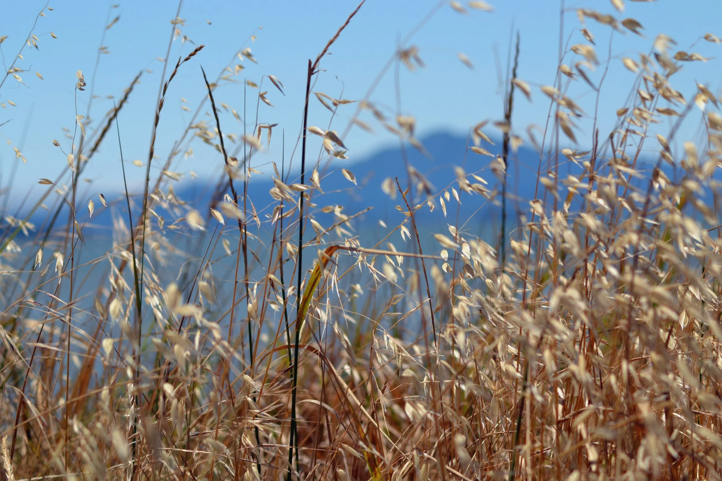 sleeping lady  behind the field - 2020 - Edited.jpg