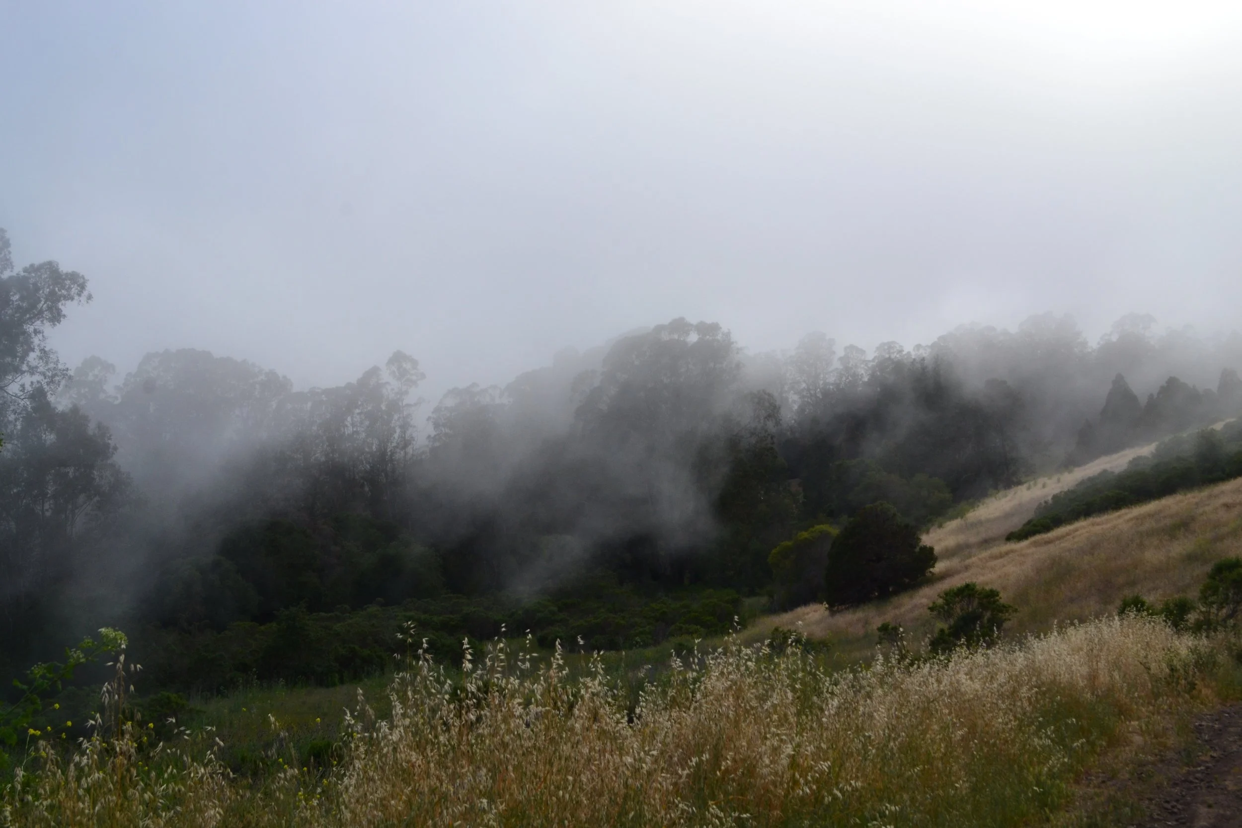 Fog over Tilden park hillsJPG.JPG
