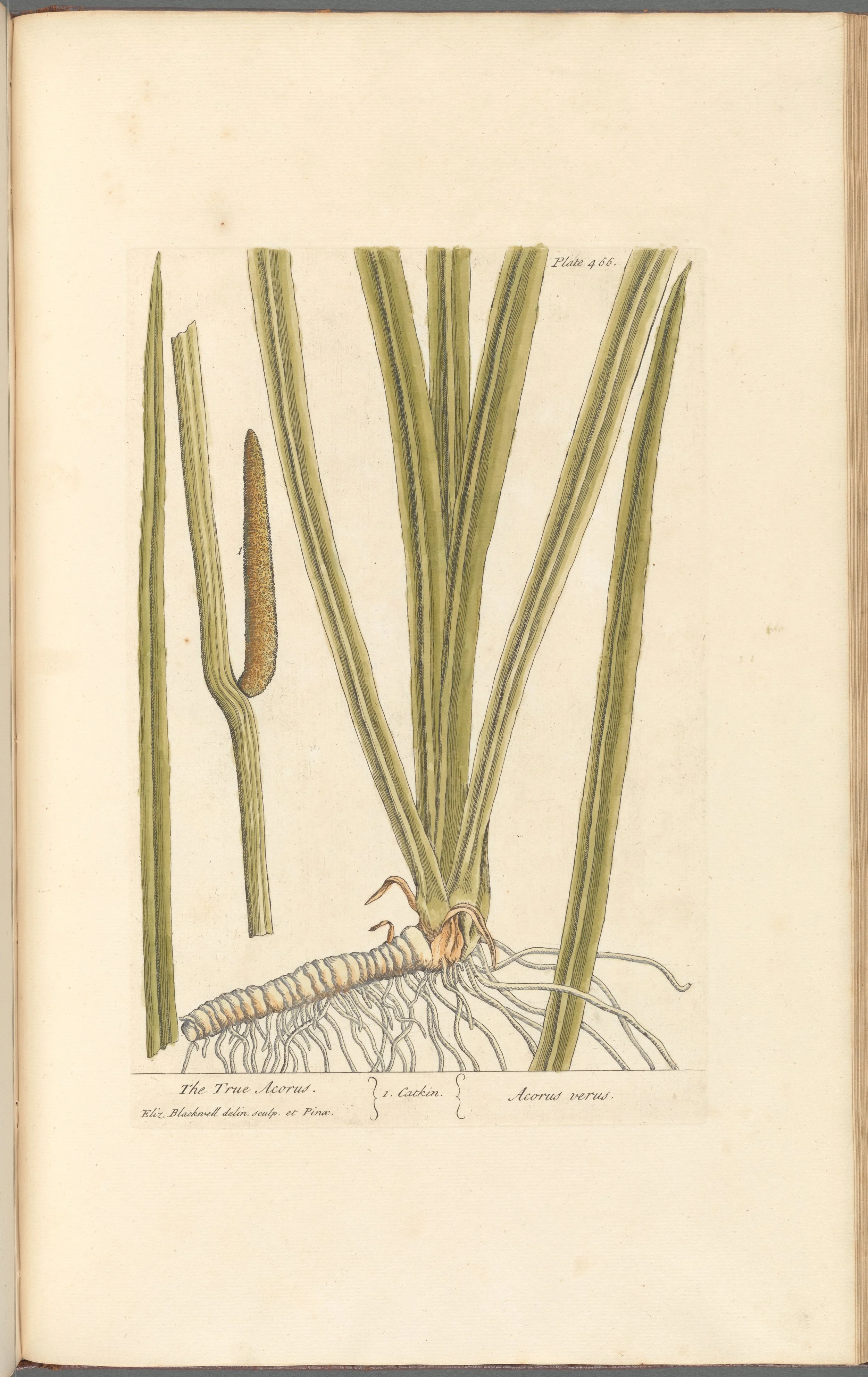 Calamus Root