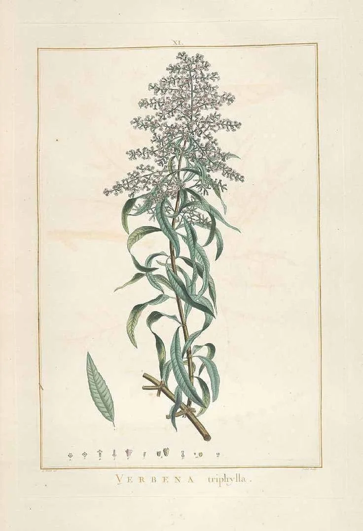 Lemon Verbena
