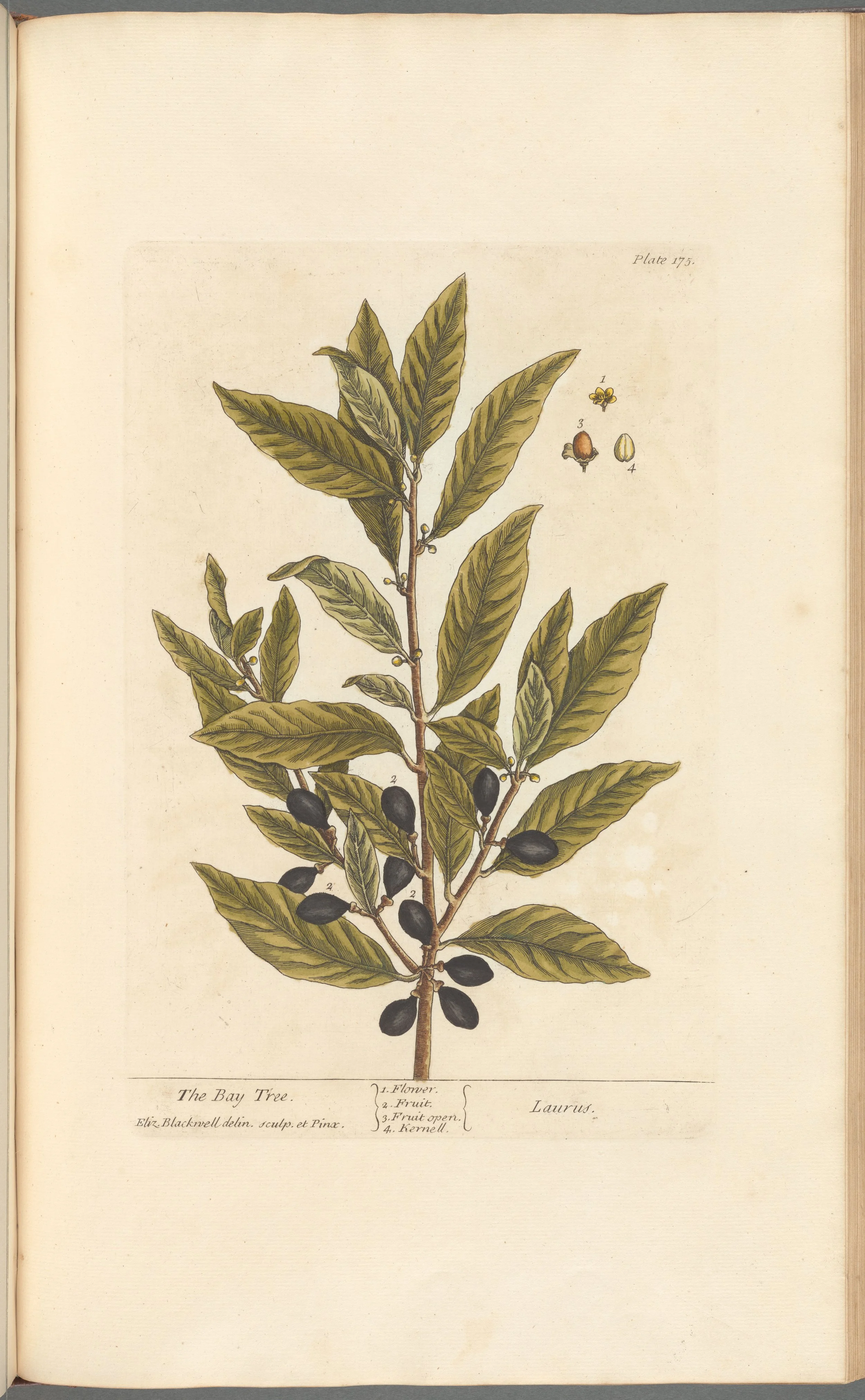 Bay Leaf