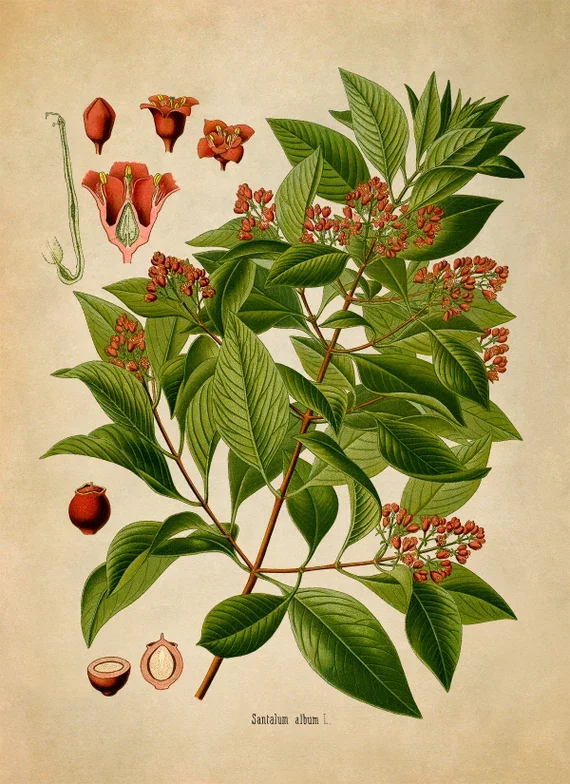 Red Sandalwood