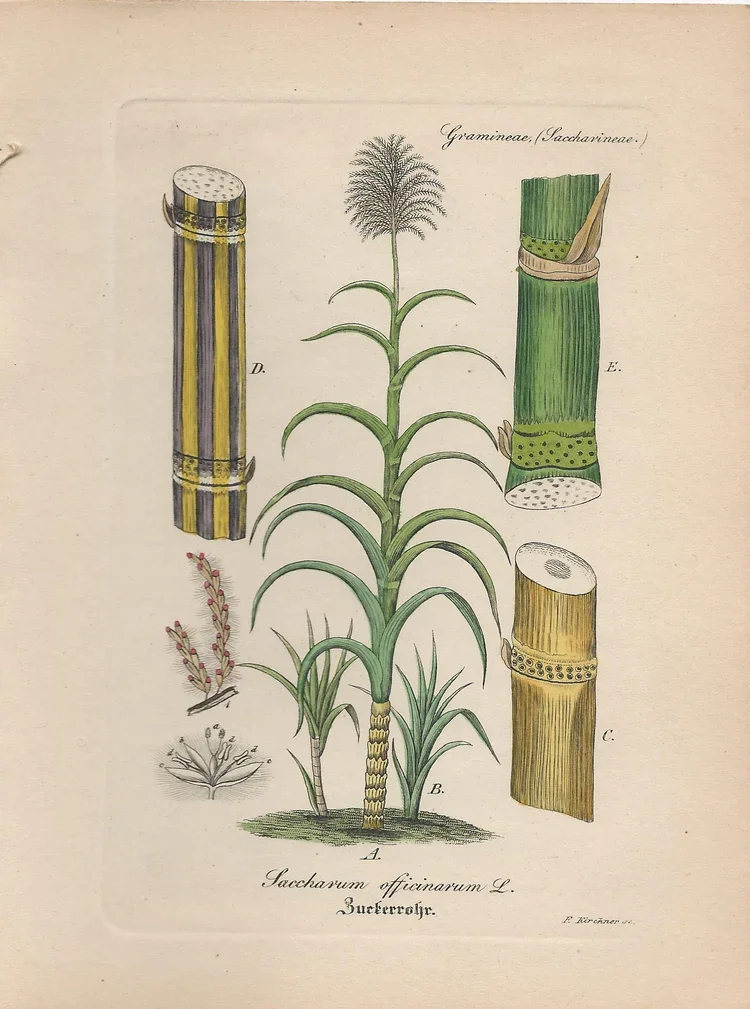 Lemongrass