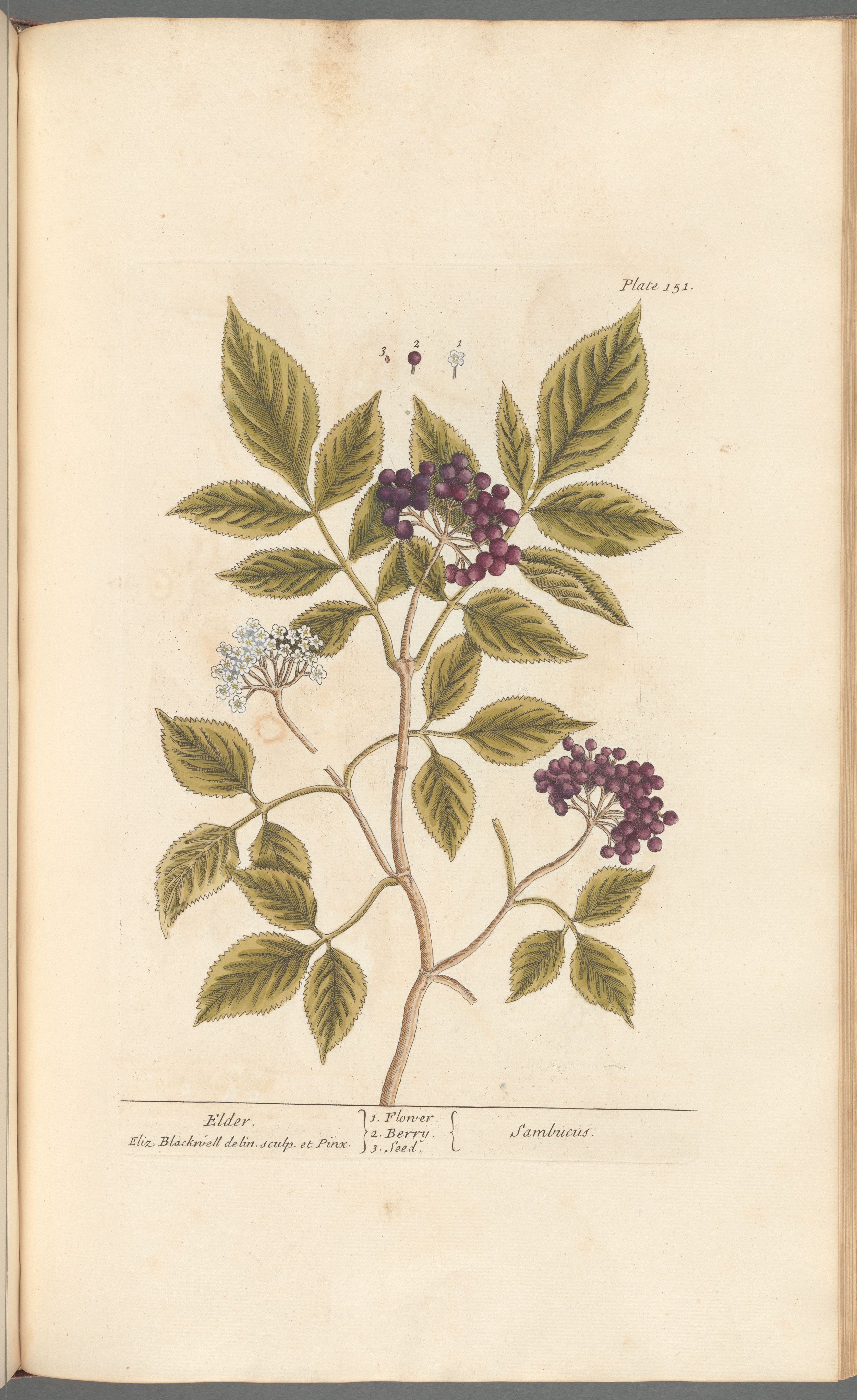 Elder Berries