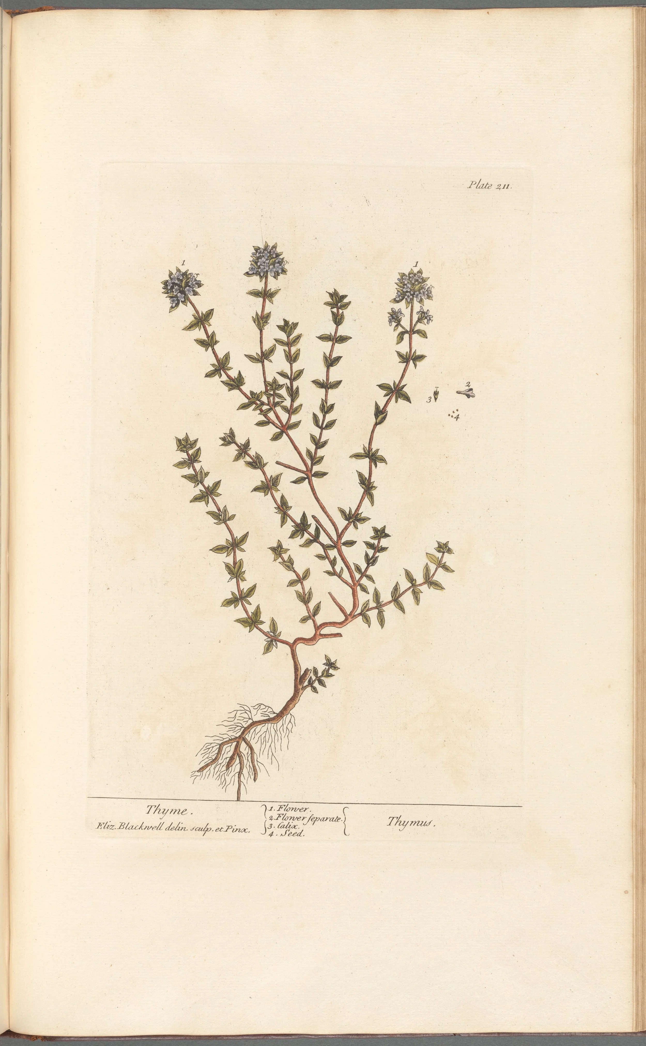 Thyme
