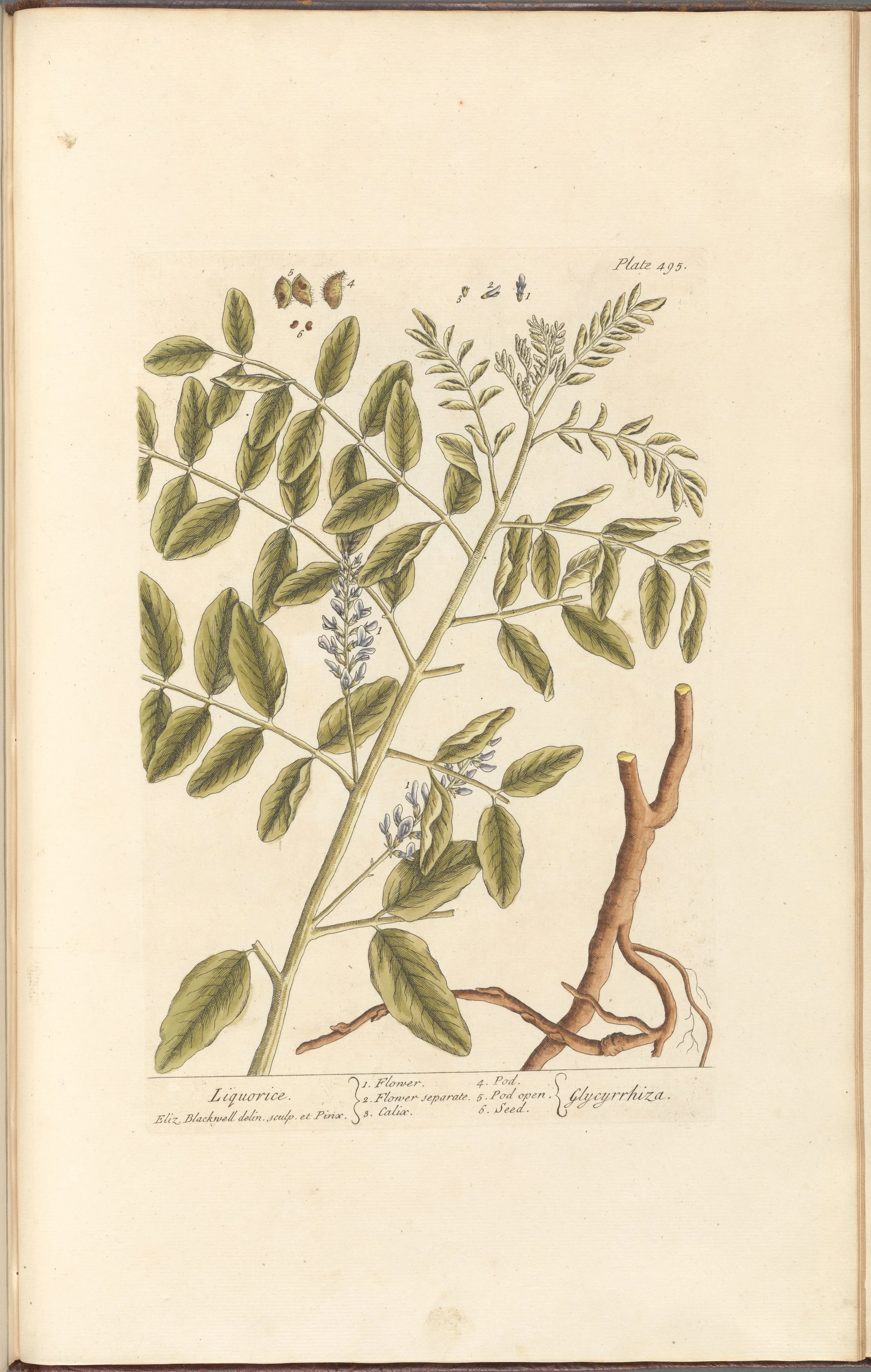 Licorice Root