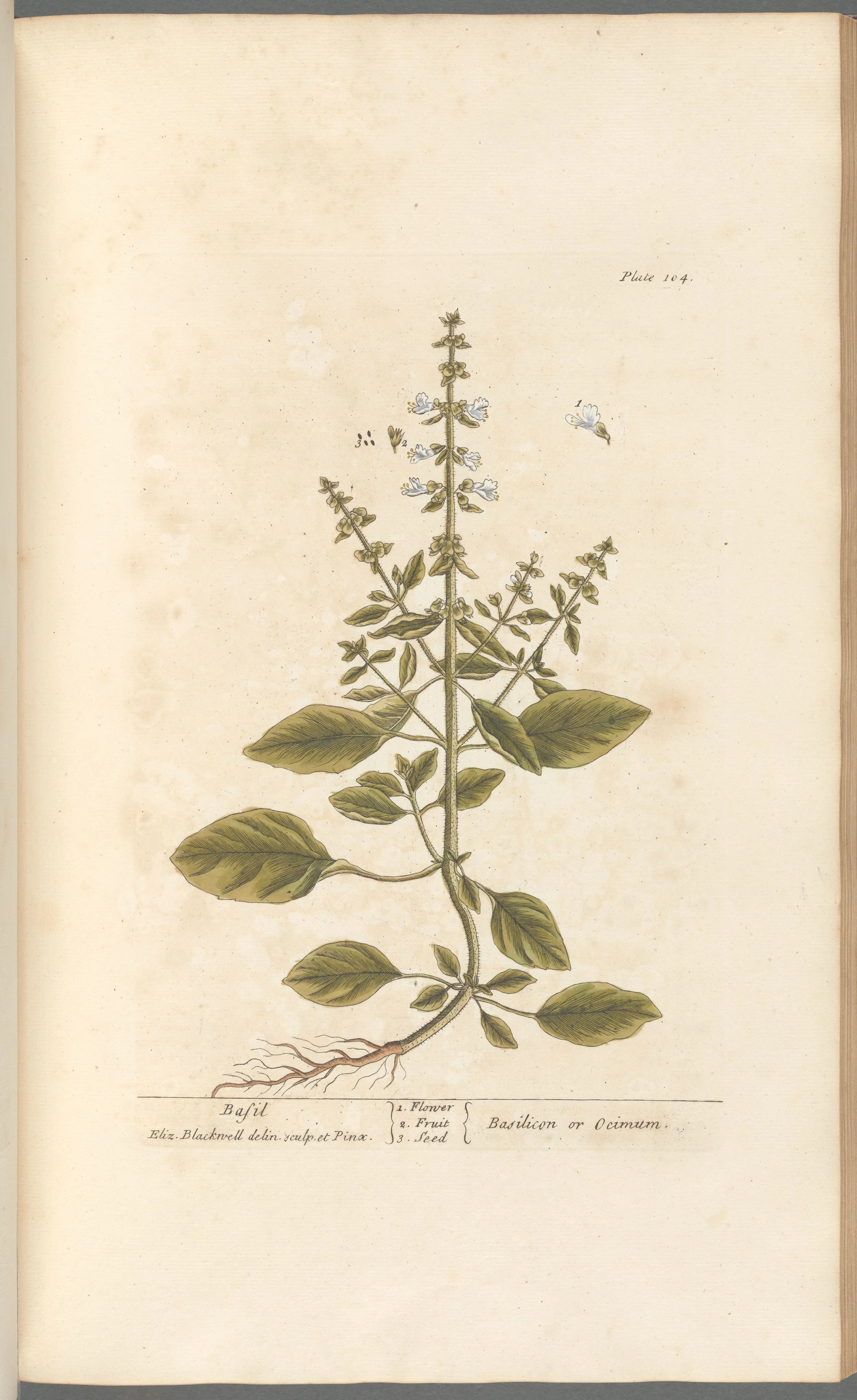 Holy Basil, Rama