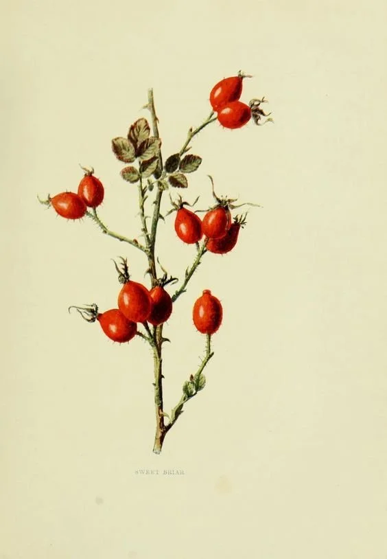 Rosehips