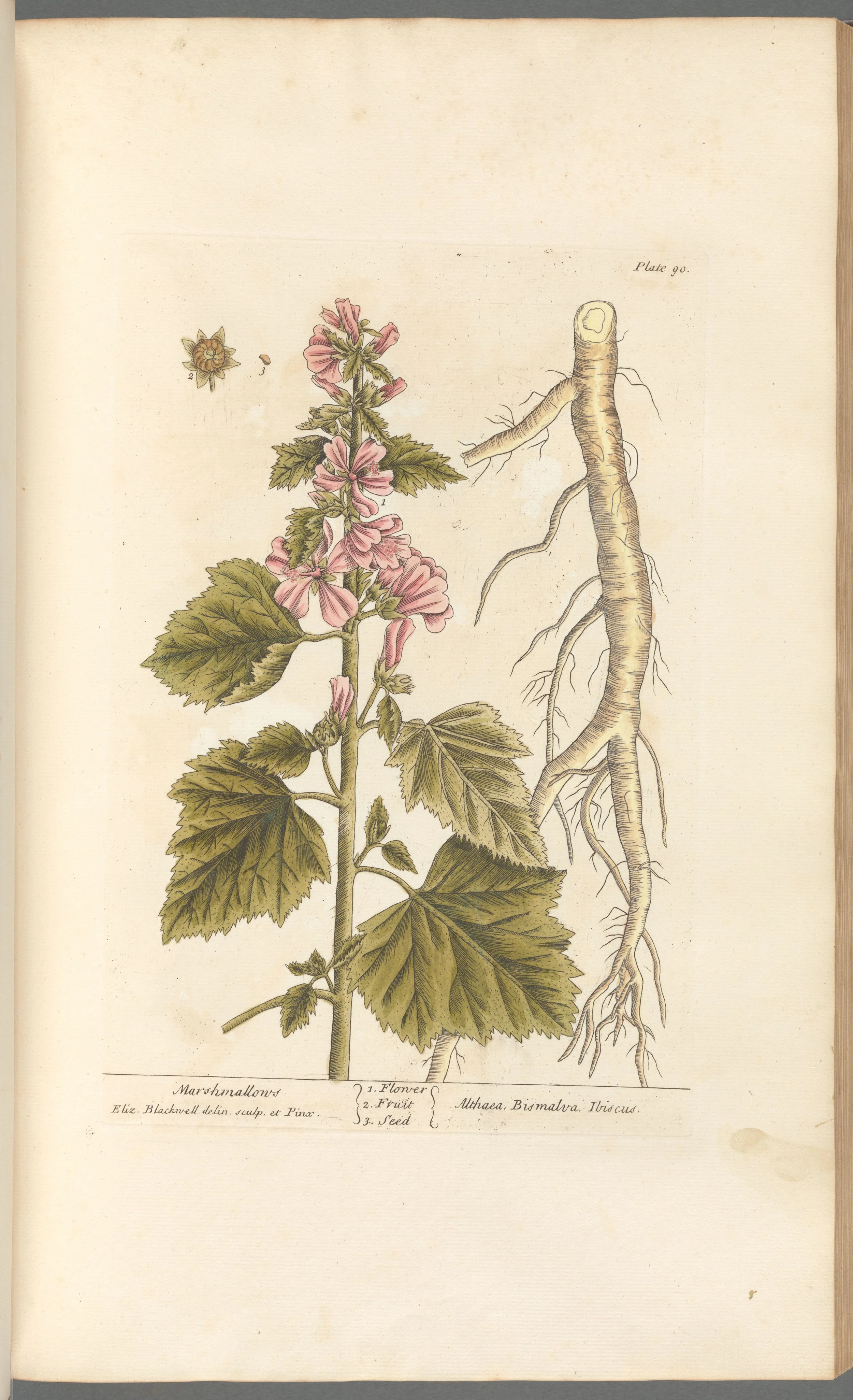 Marshmallow Root