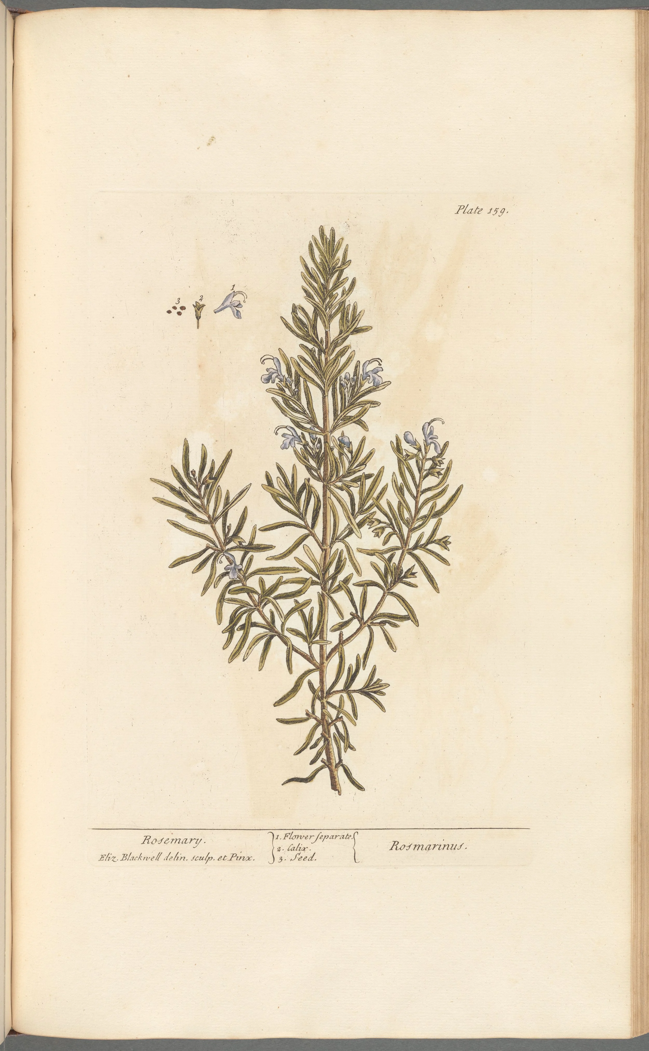 Rosemary