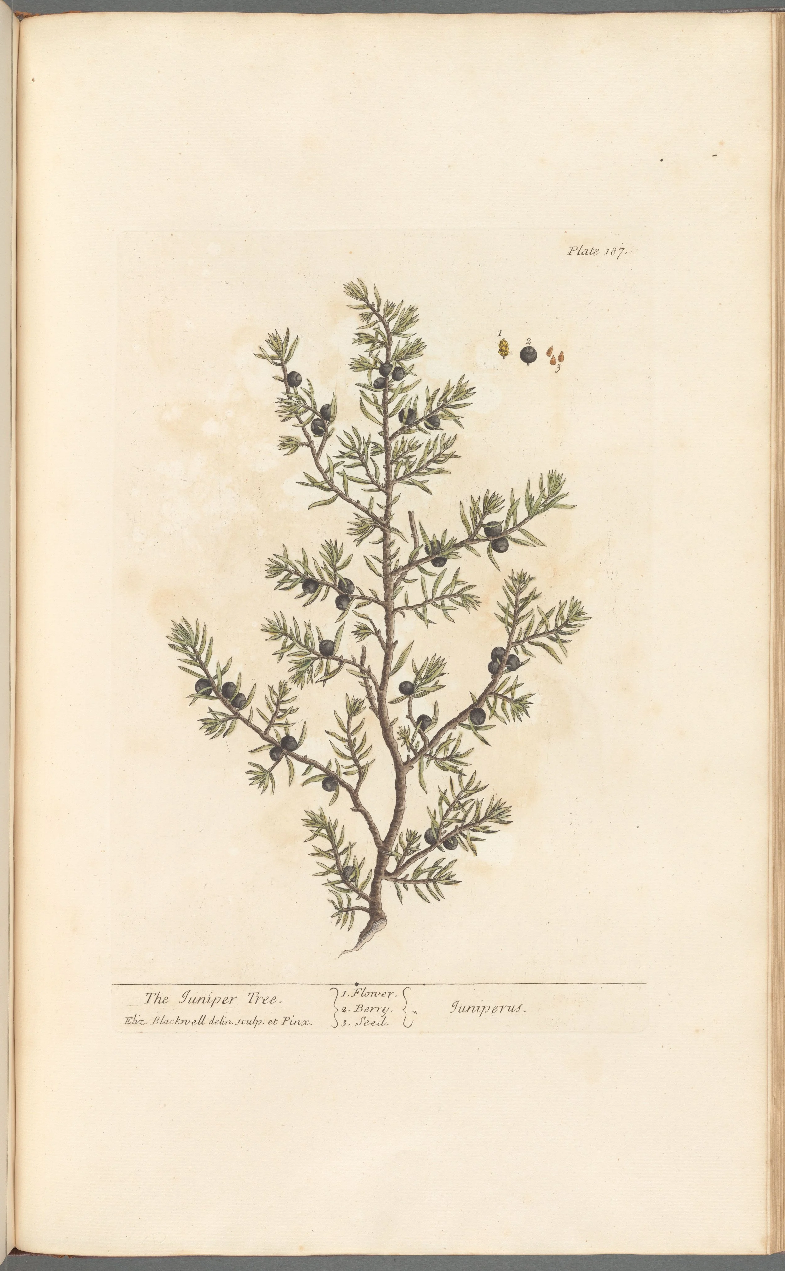 Juniper Berries