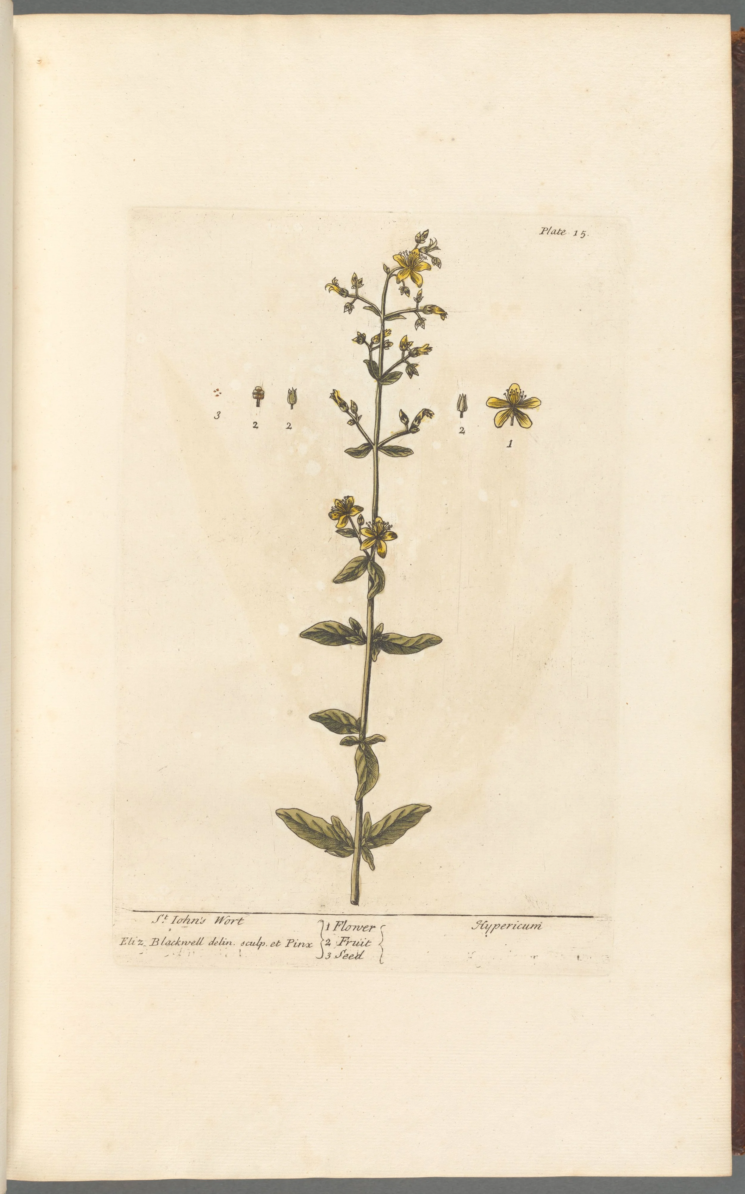 St. John's Wort
