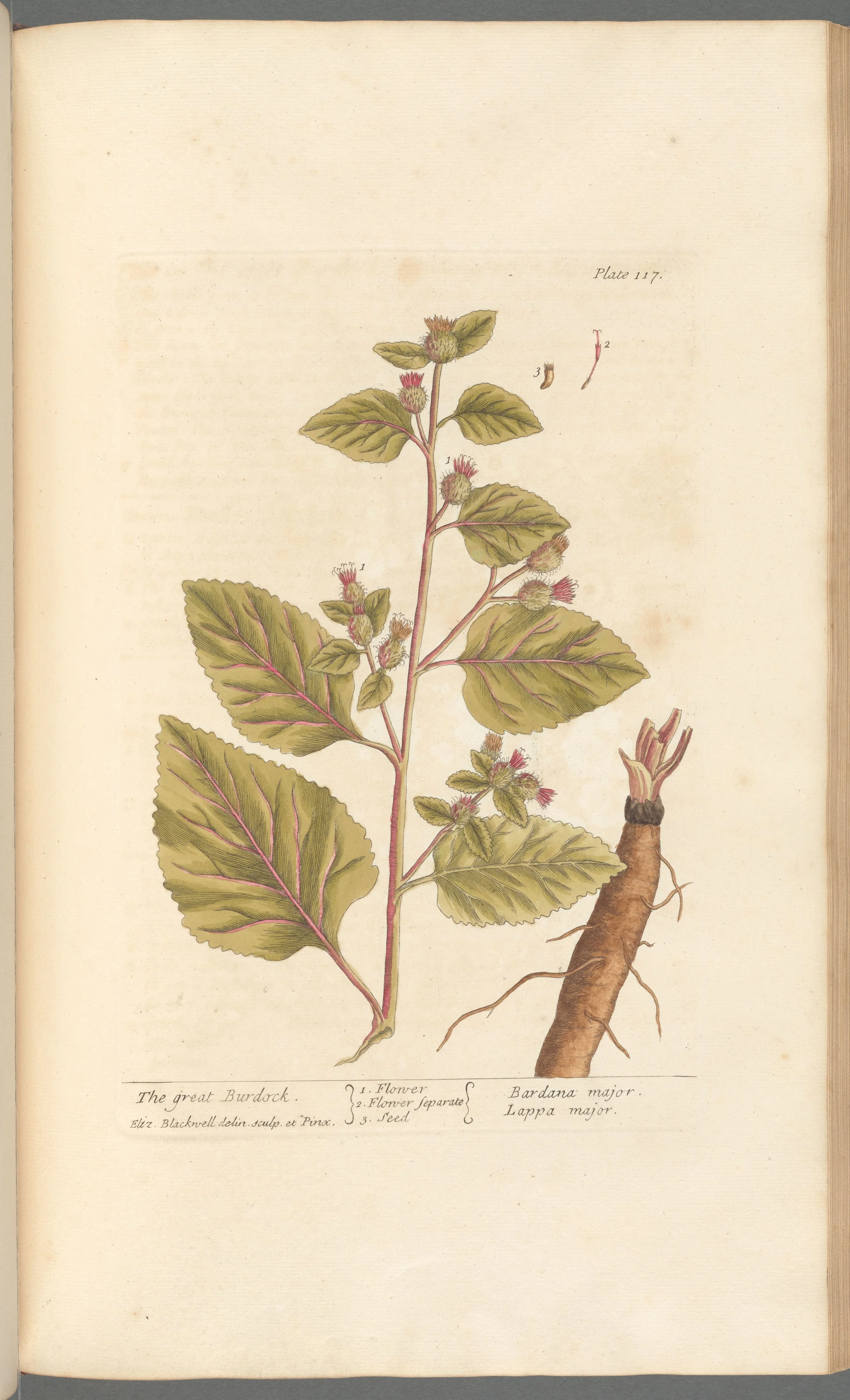 Burdock Root
