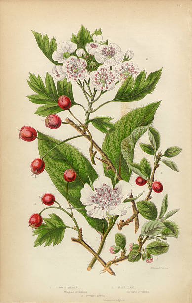 Hawthorn Berries