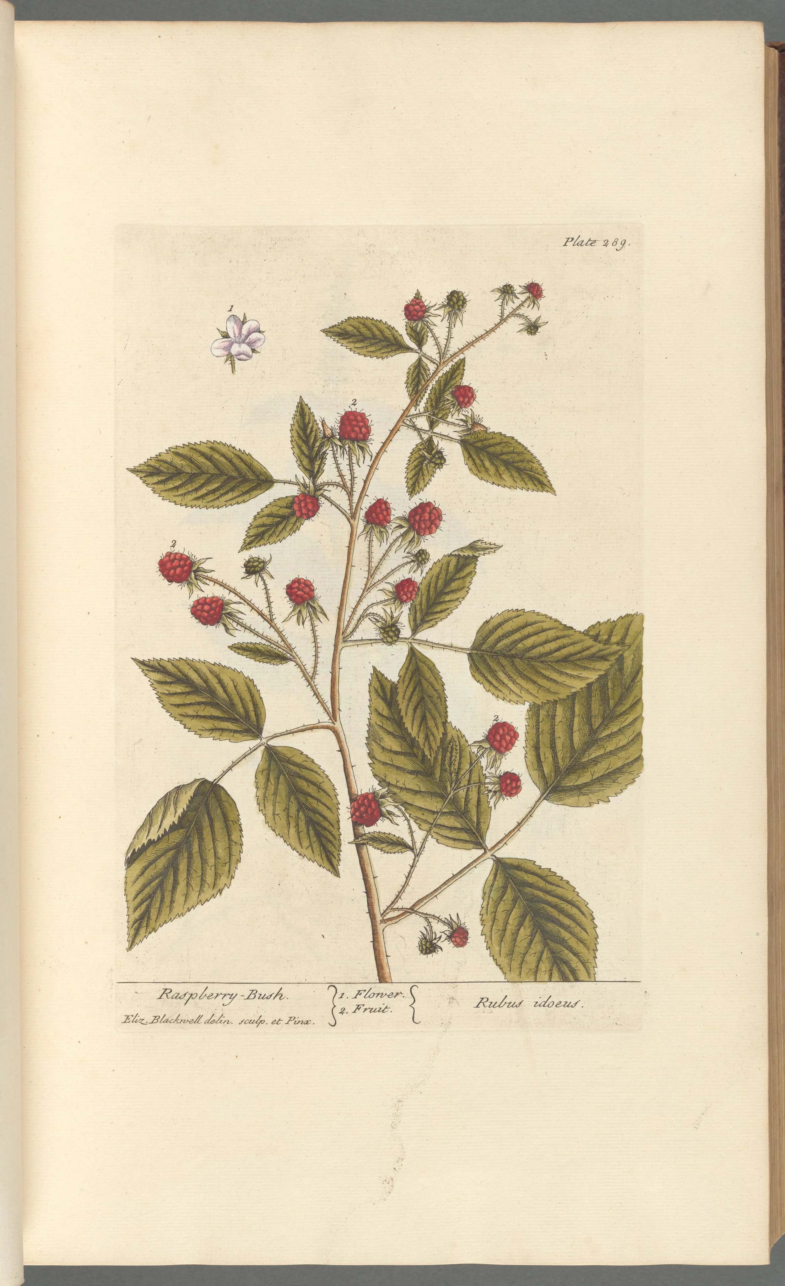 Raspberry Leaf