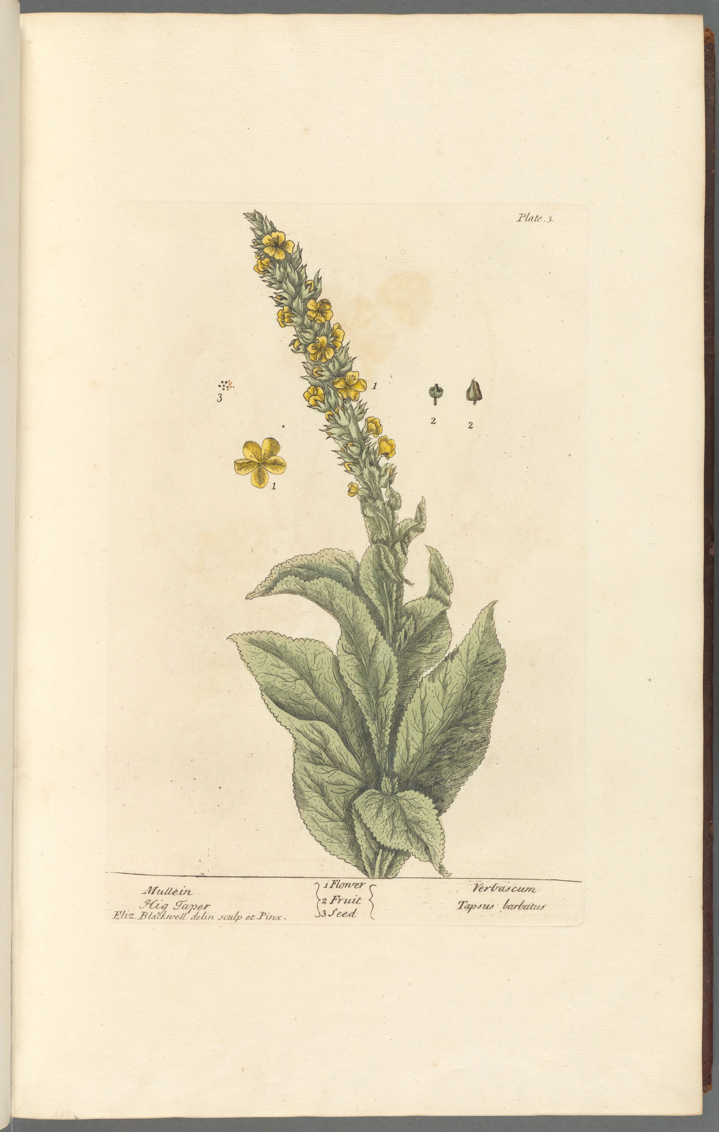 Mullein Leaf
