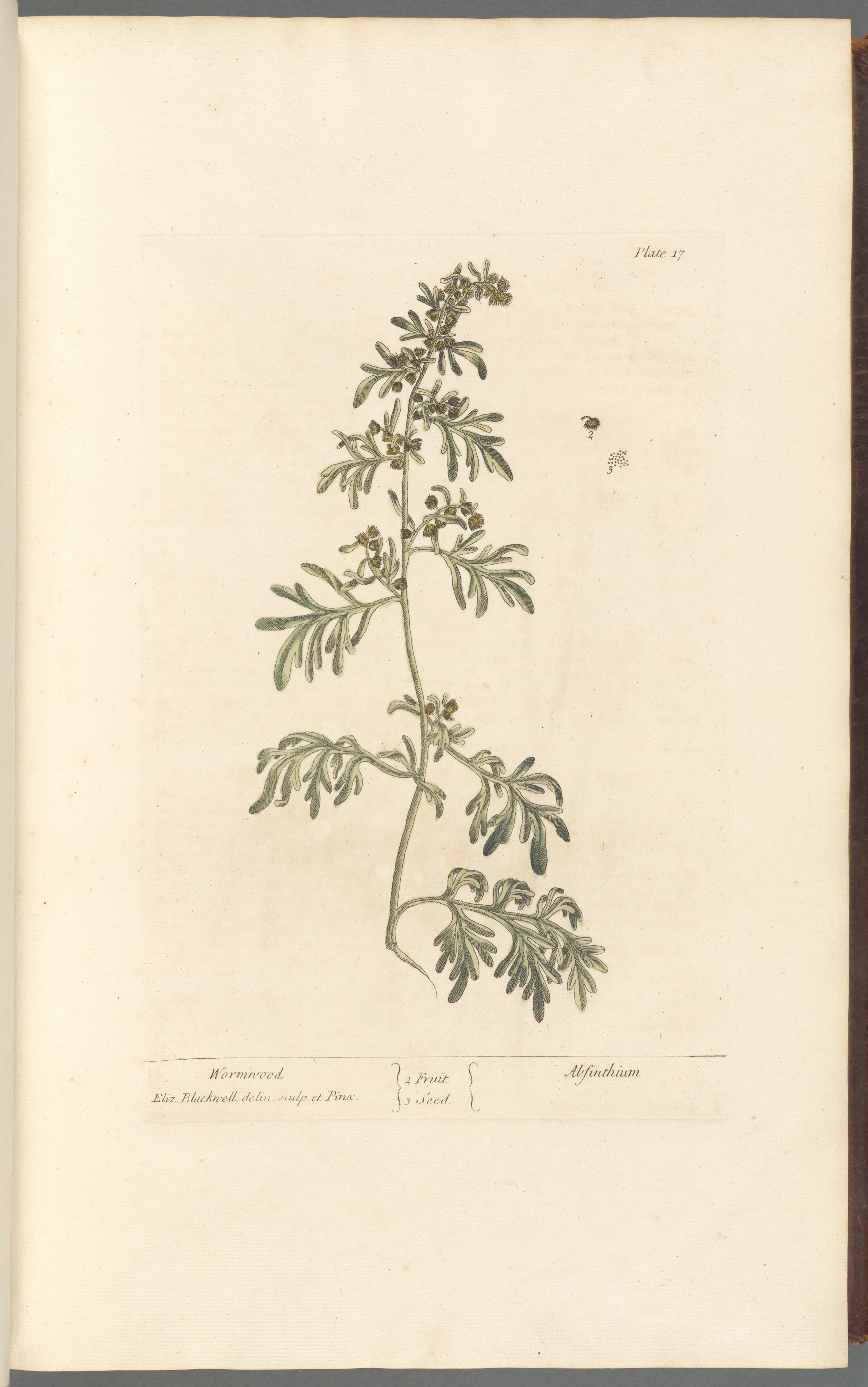 Wormwood