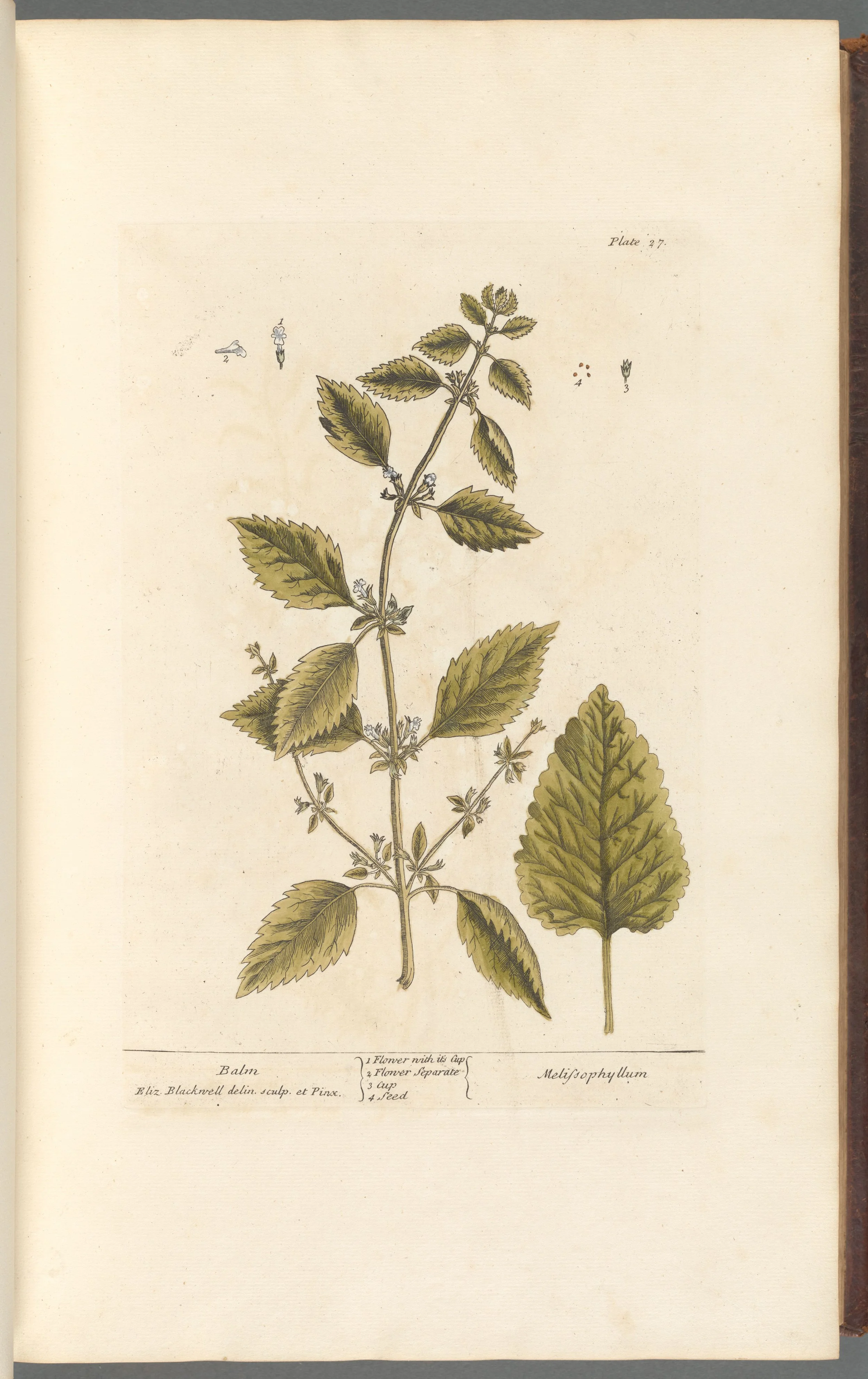 Lemon Balm