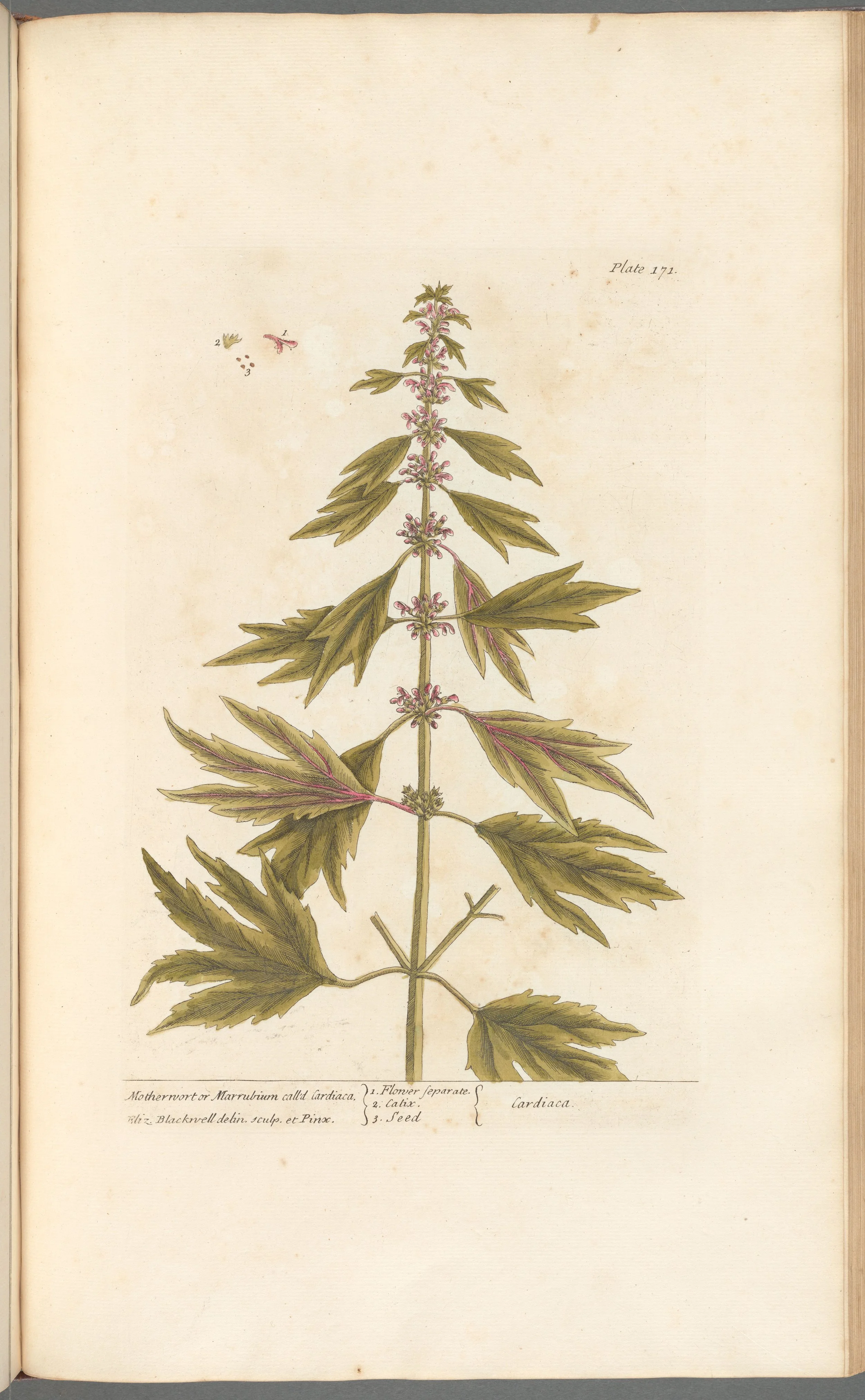 Motherwort