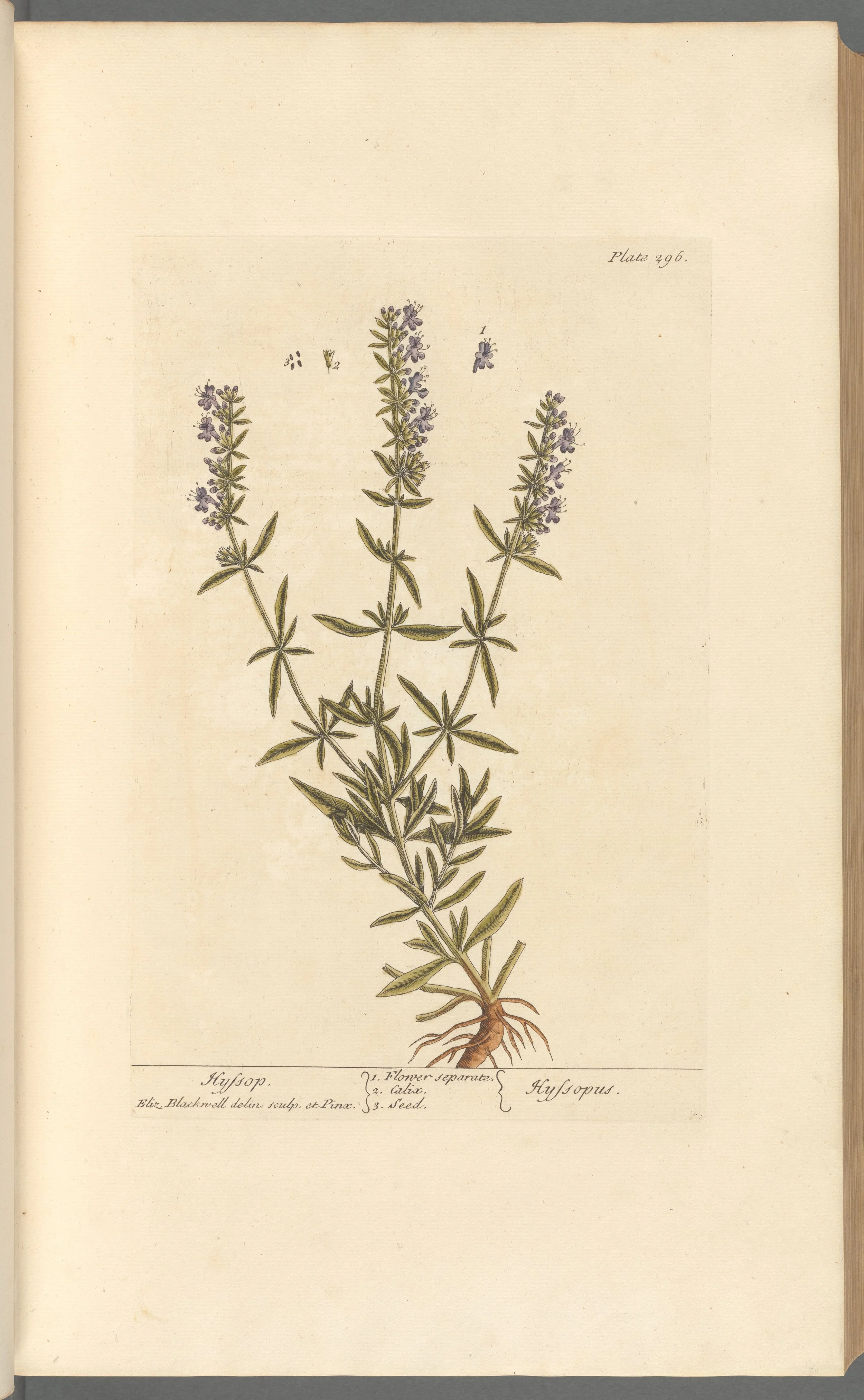 Hyssop