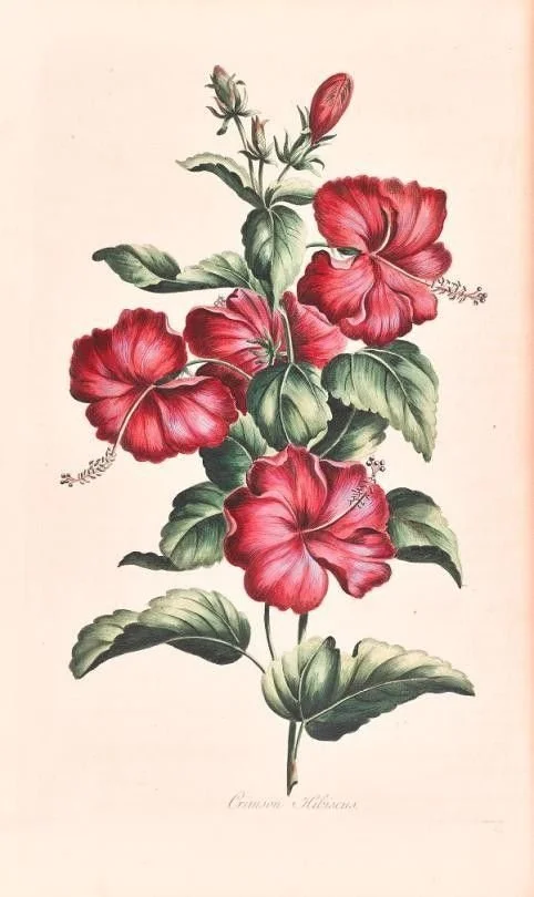 Hibiscus Flowers (whole)