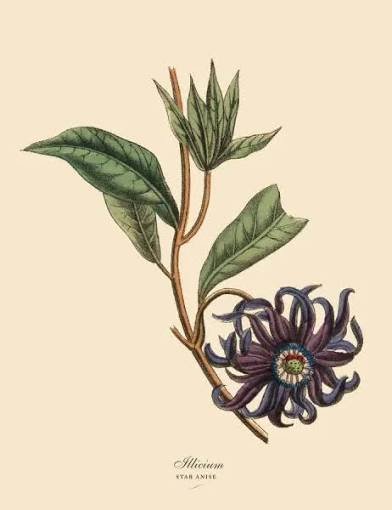 Star Anise