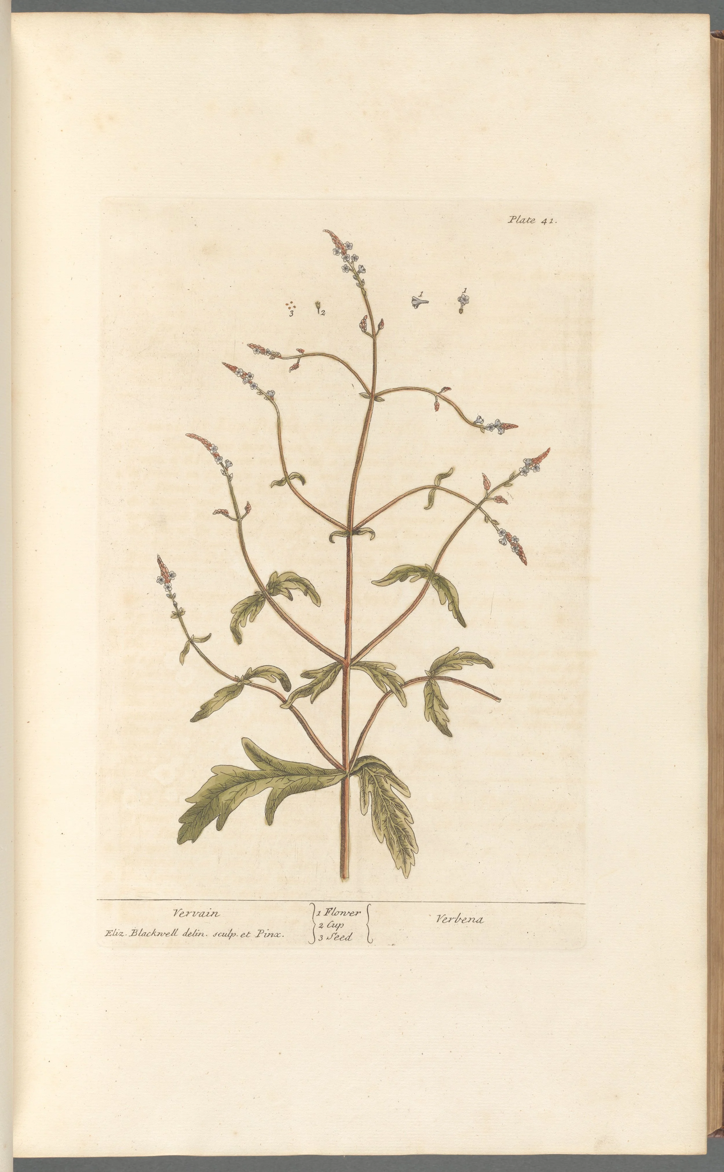 Blue Vervain