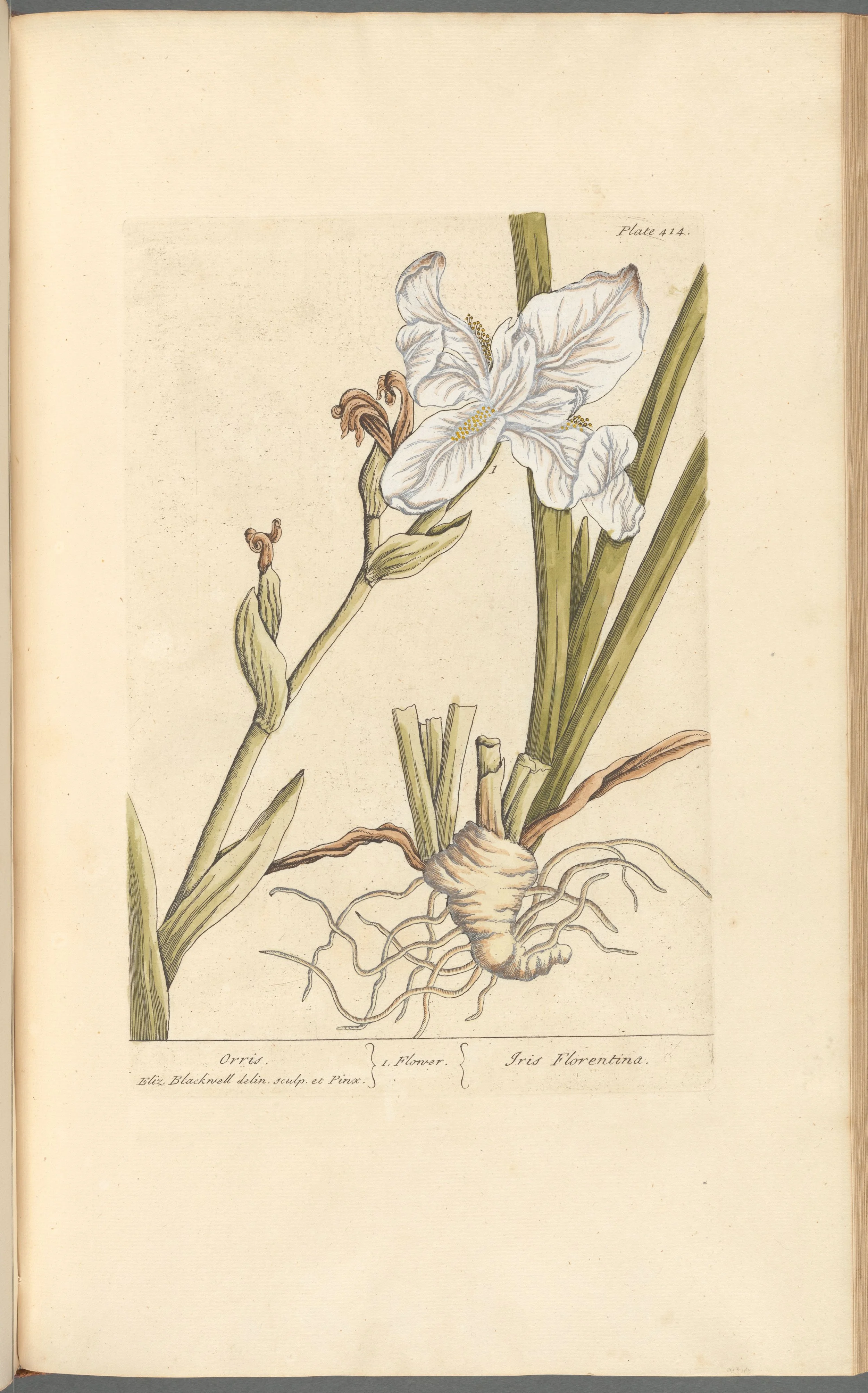 Orris Root