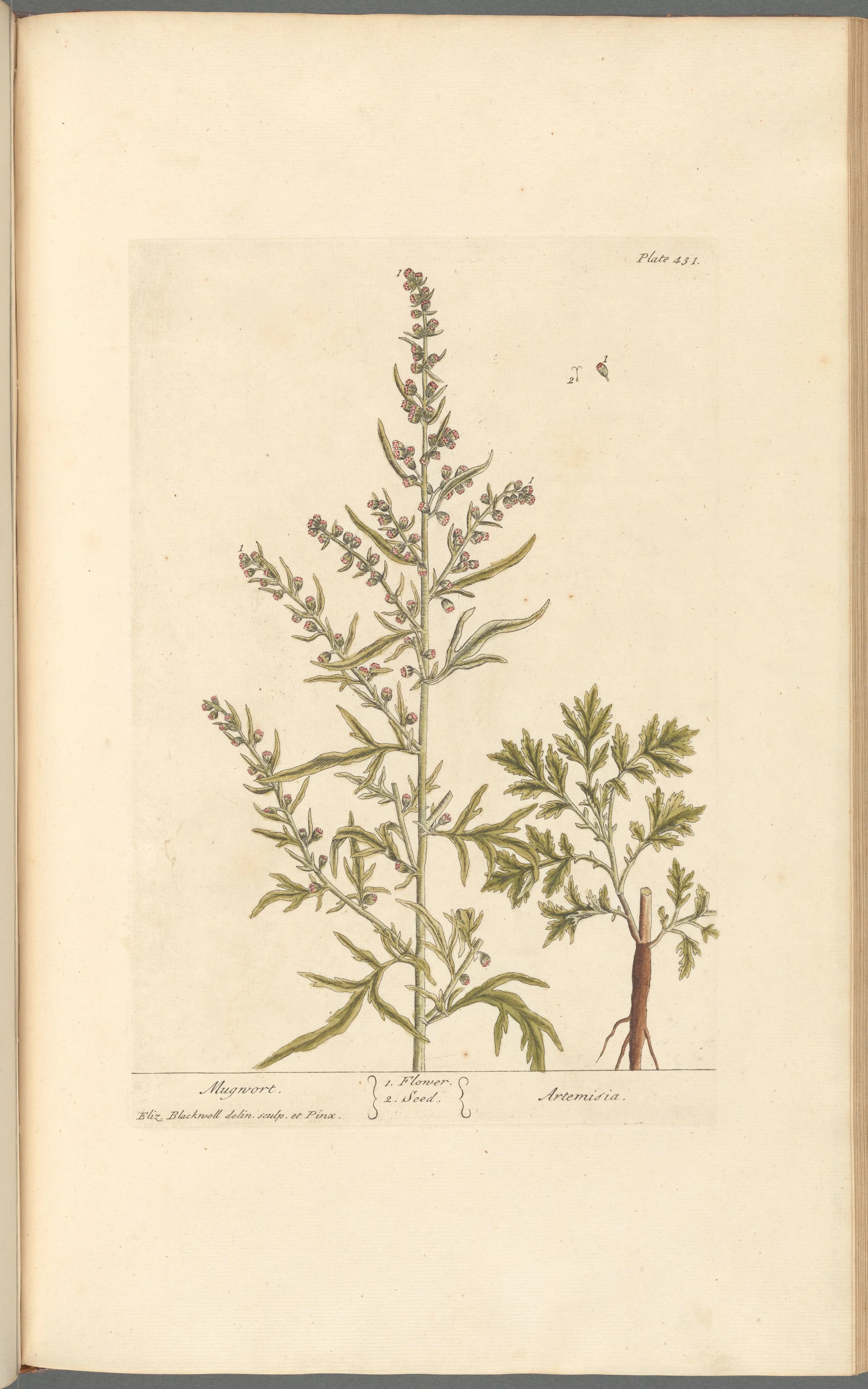 Mugwort