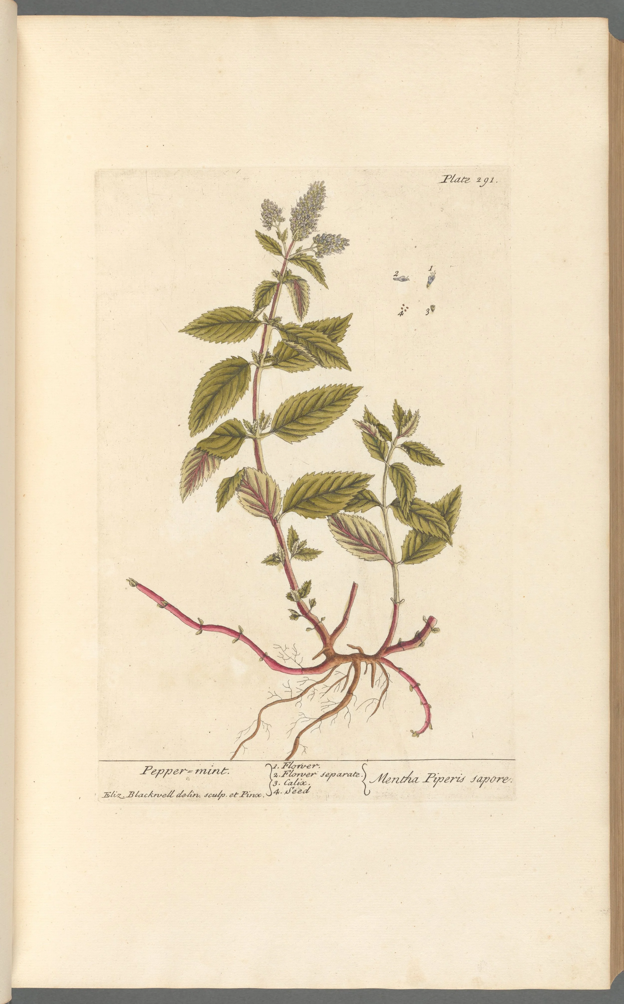 Peppermint