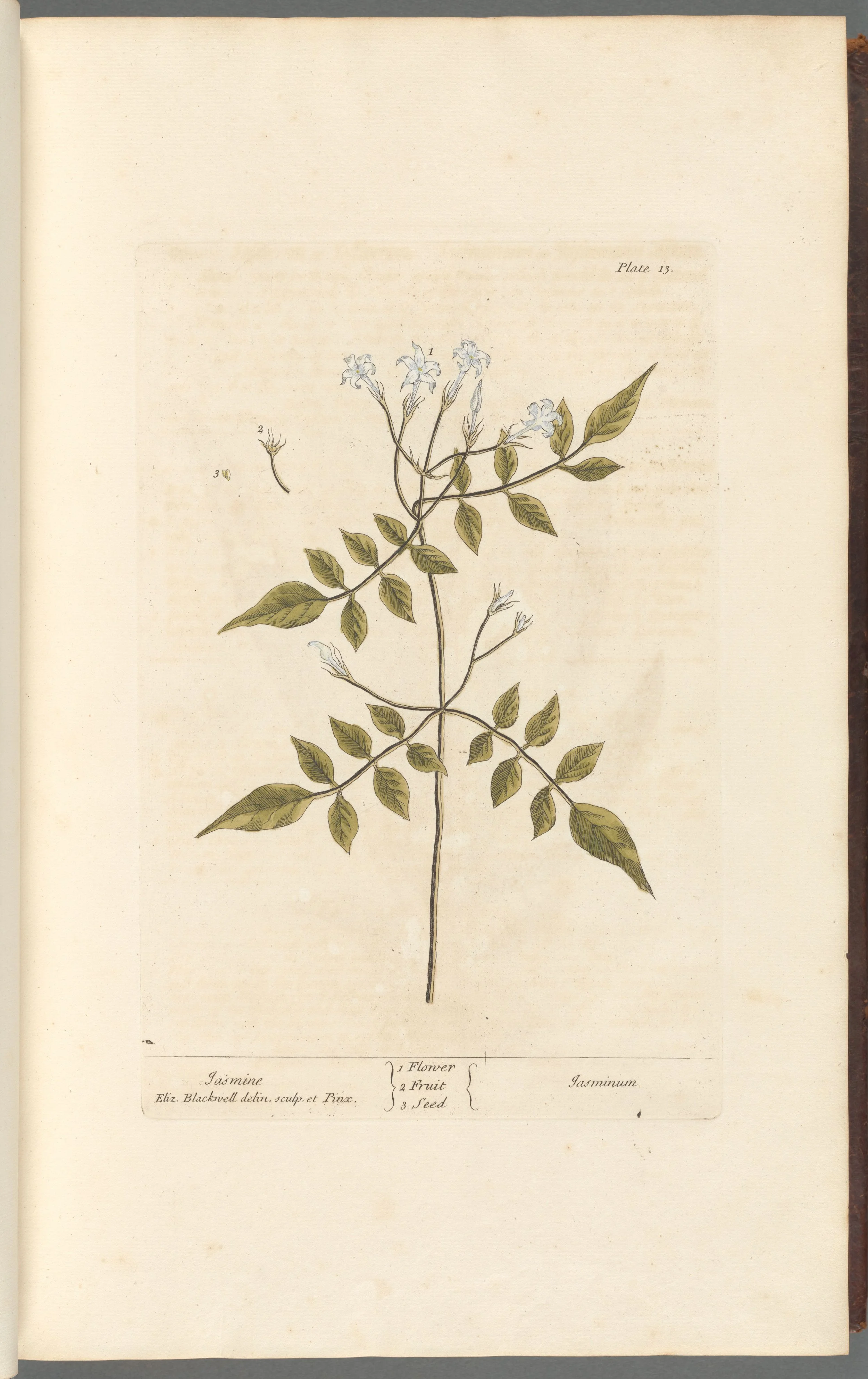 Jasmine Flowers