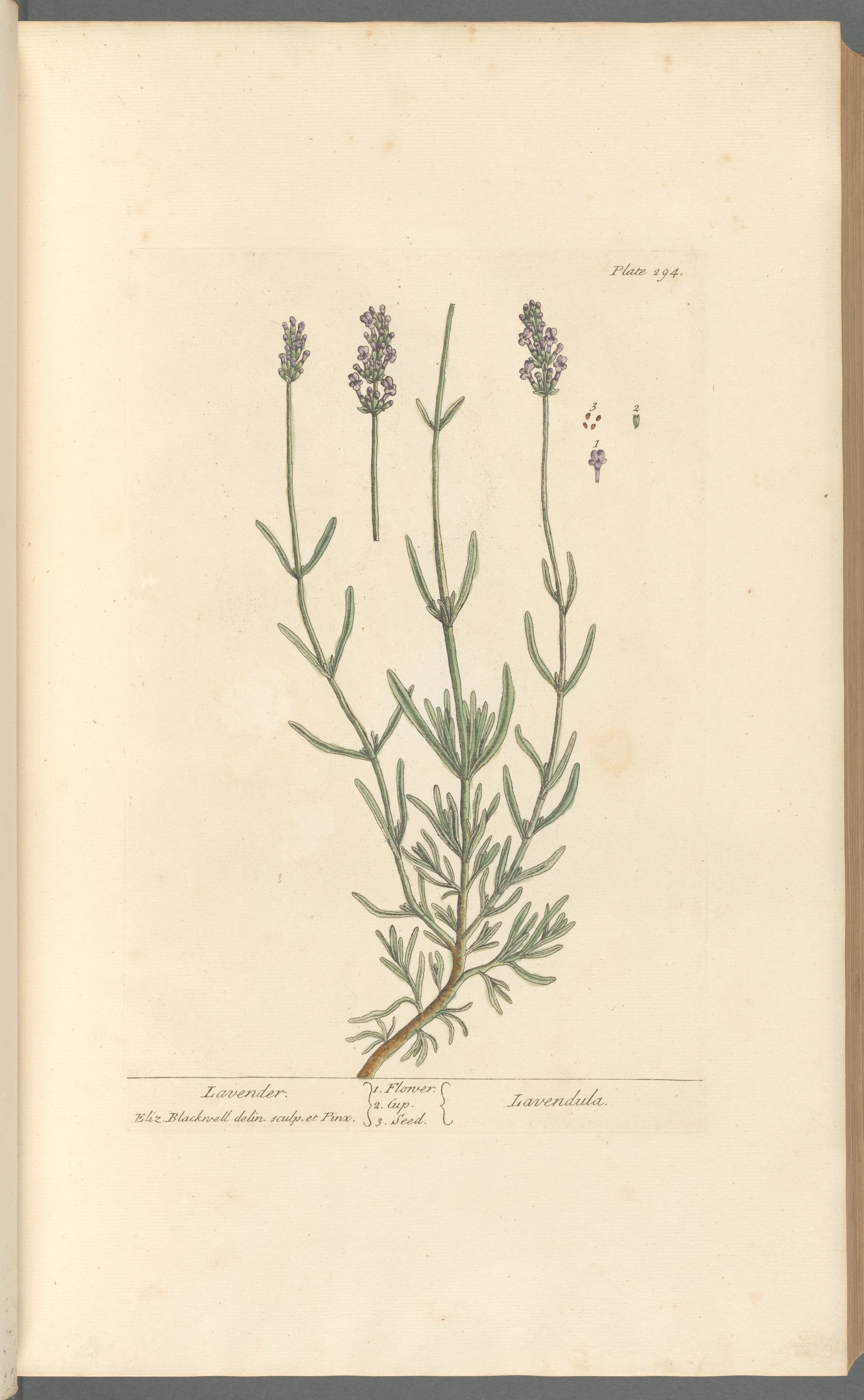 Lavender Flowers