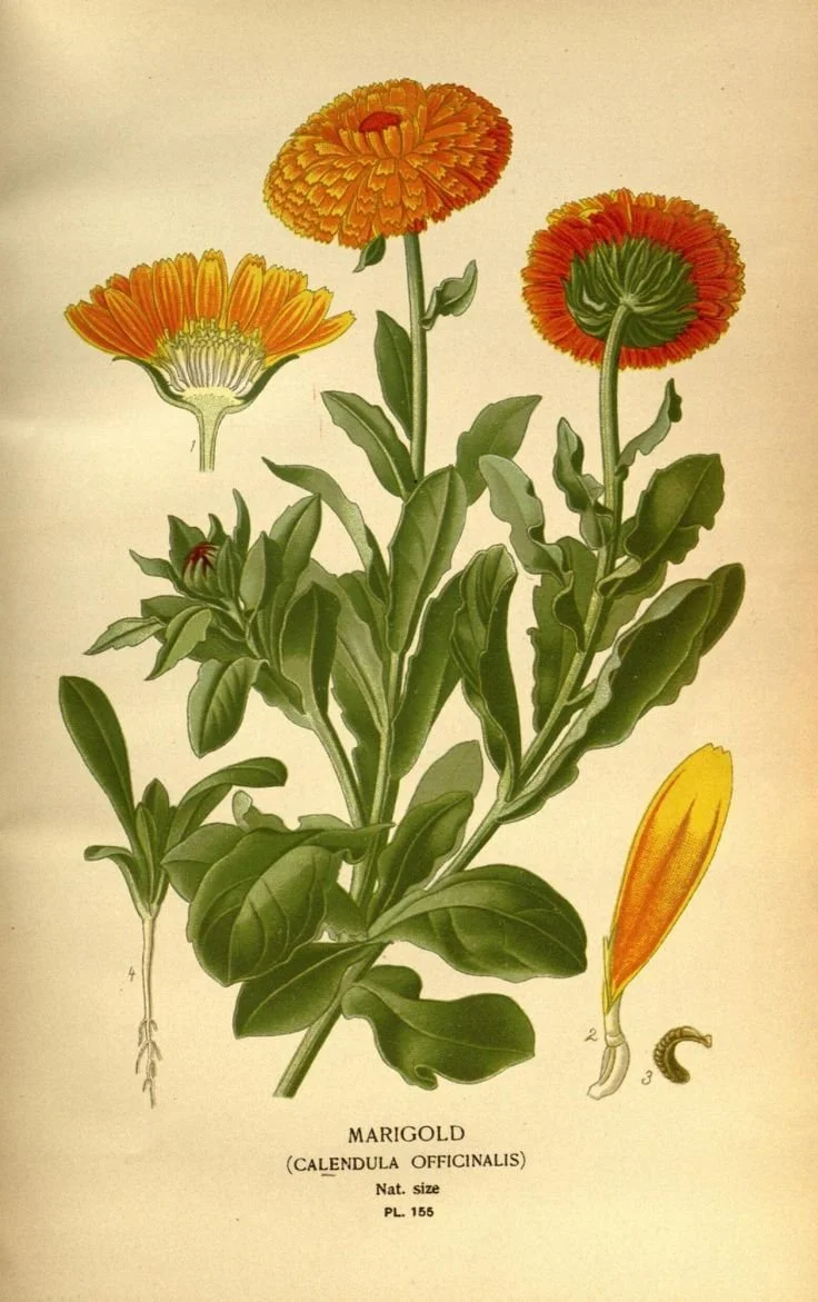 Calendula Flowers