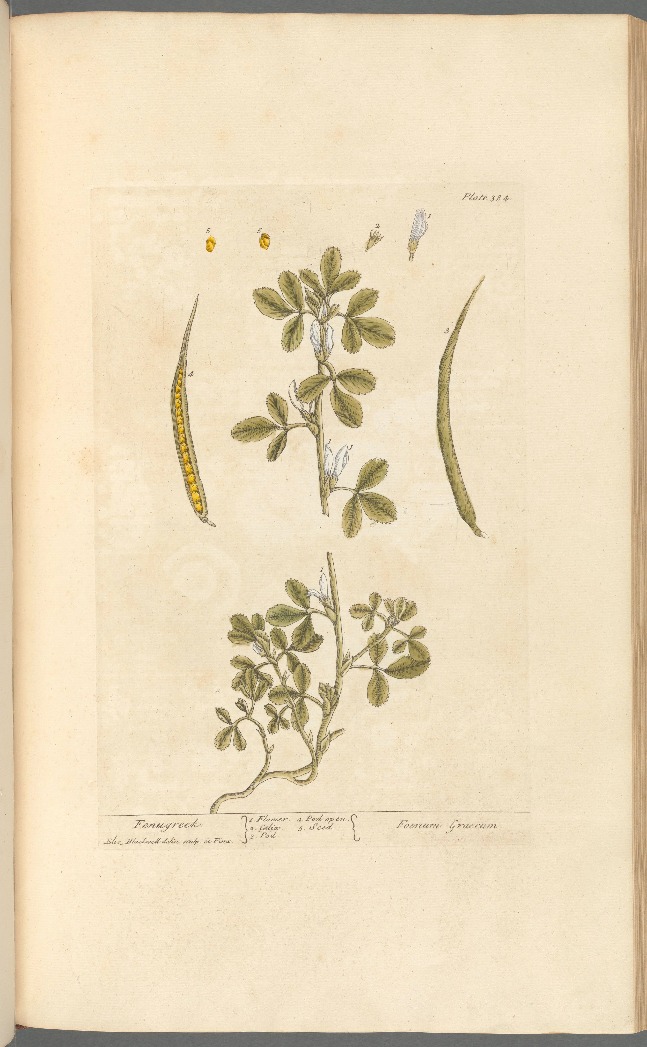 Fenugreek Seeds